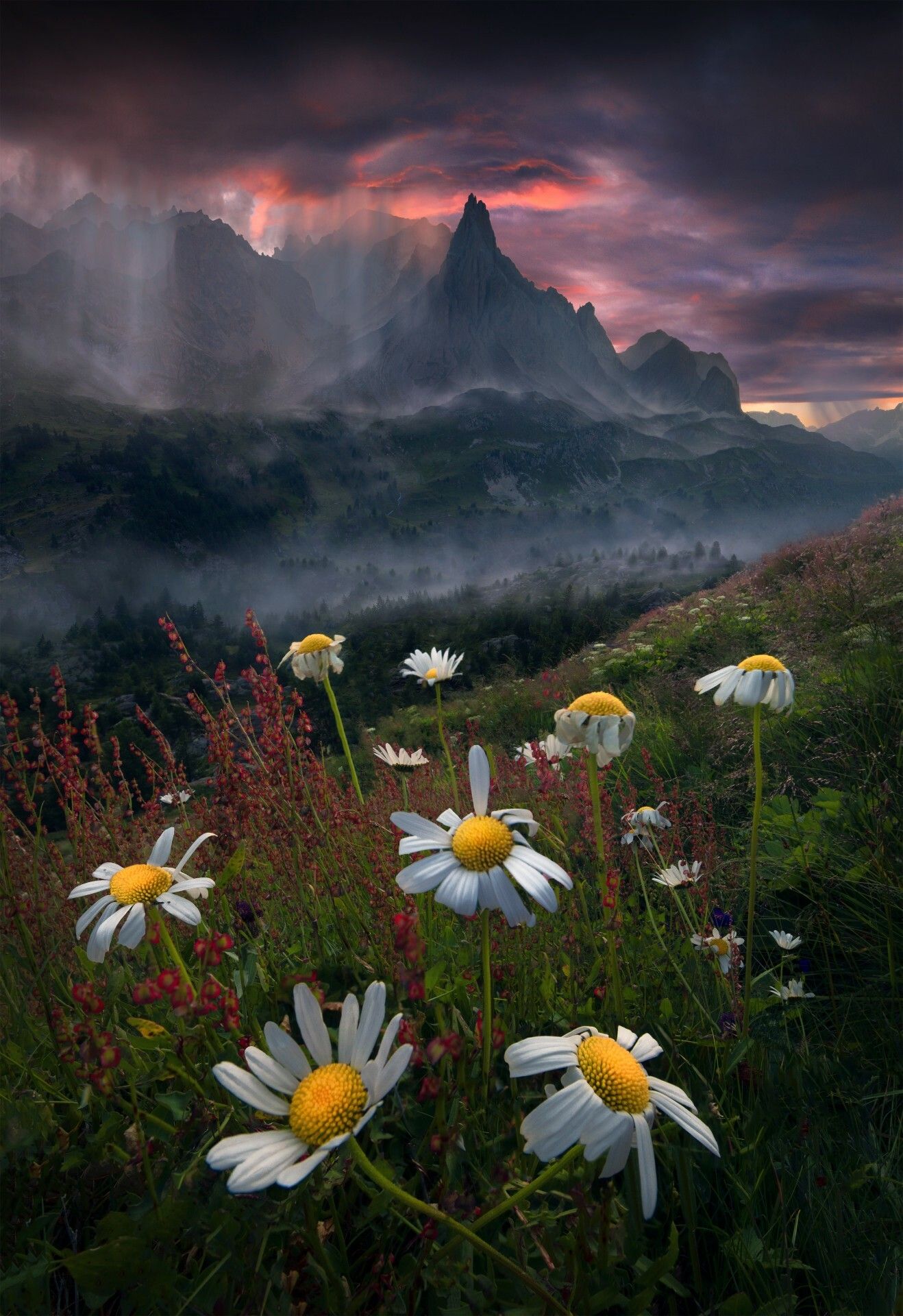 A field of daisies with mountains in the background. - Shrek