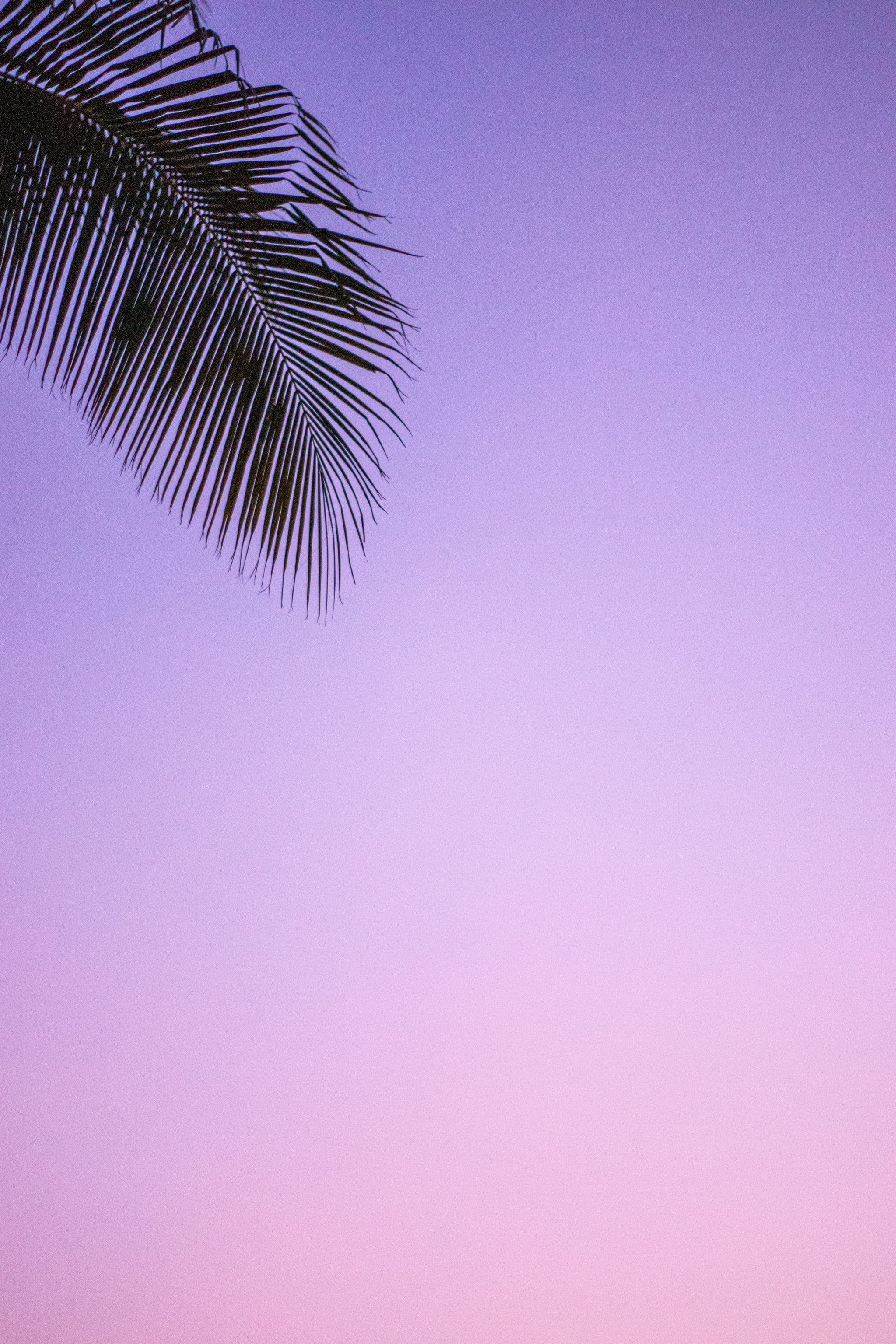 Tropical iPhone Wallpaper. The Best Wallpaper Ideas That'll Make Your Phone Look Aesthetically Pleasing AF
