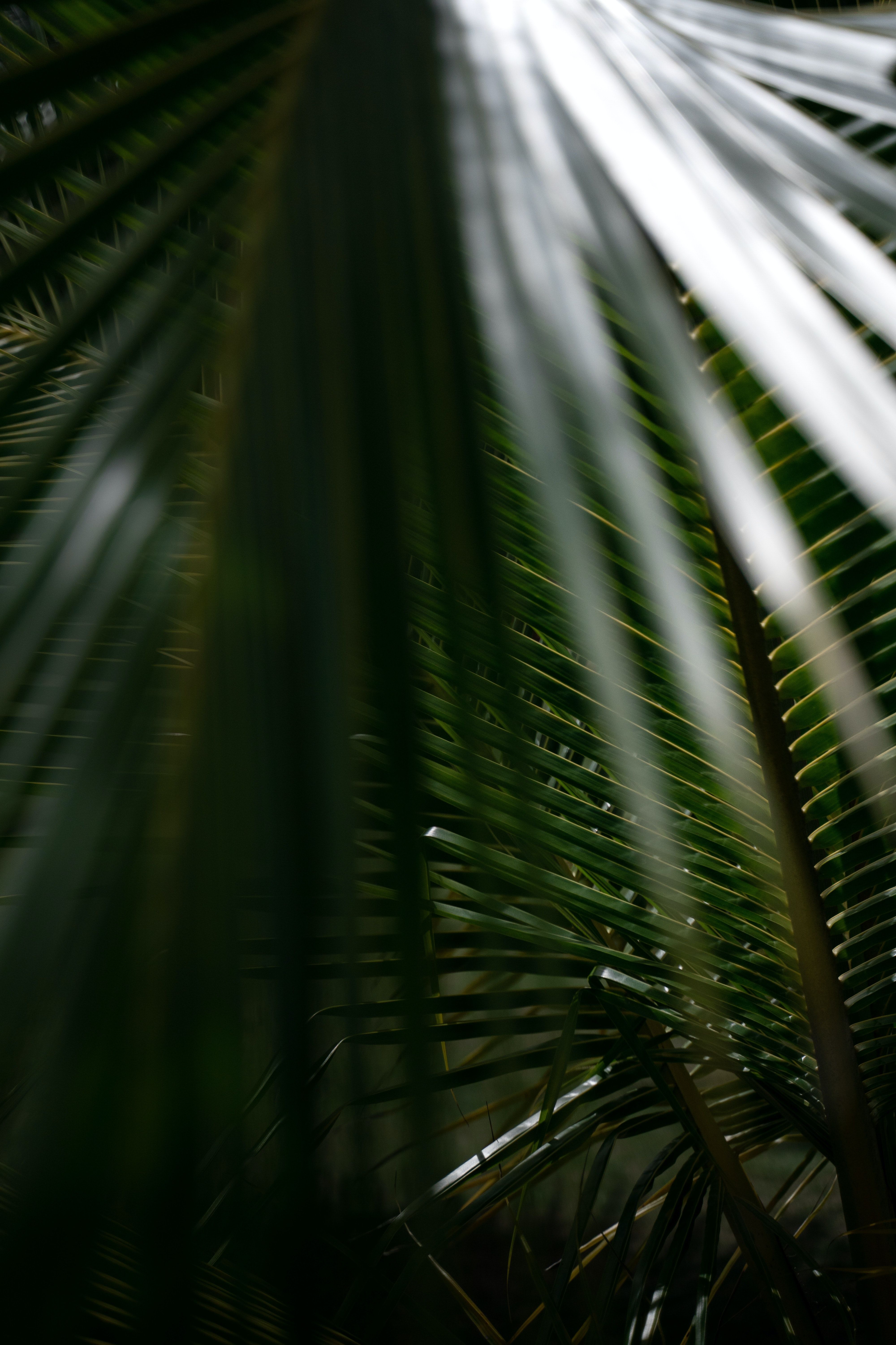 A close up of some palm leaves - Tropical