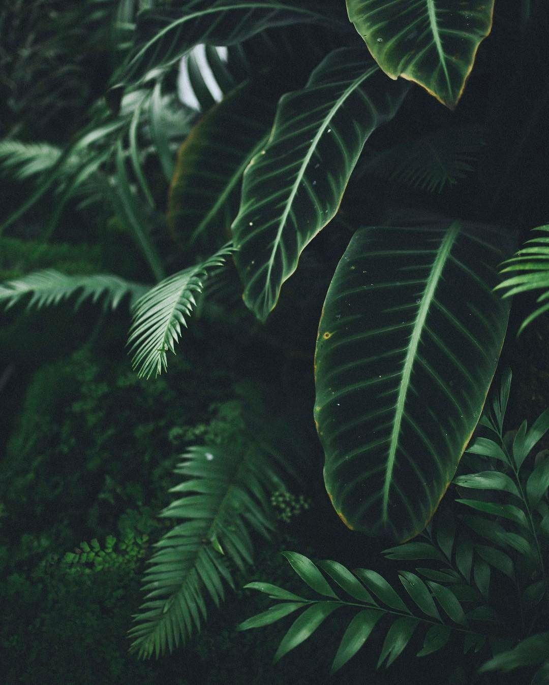 A close up of some green leaves - Nature, tropical, jungle, plants, dark green