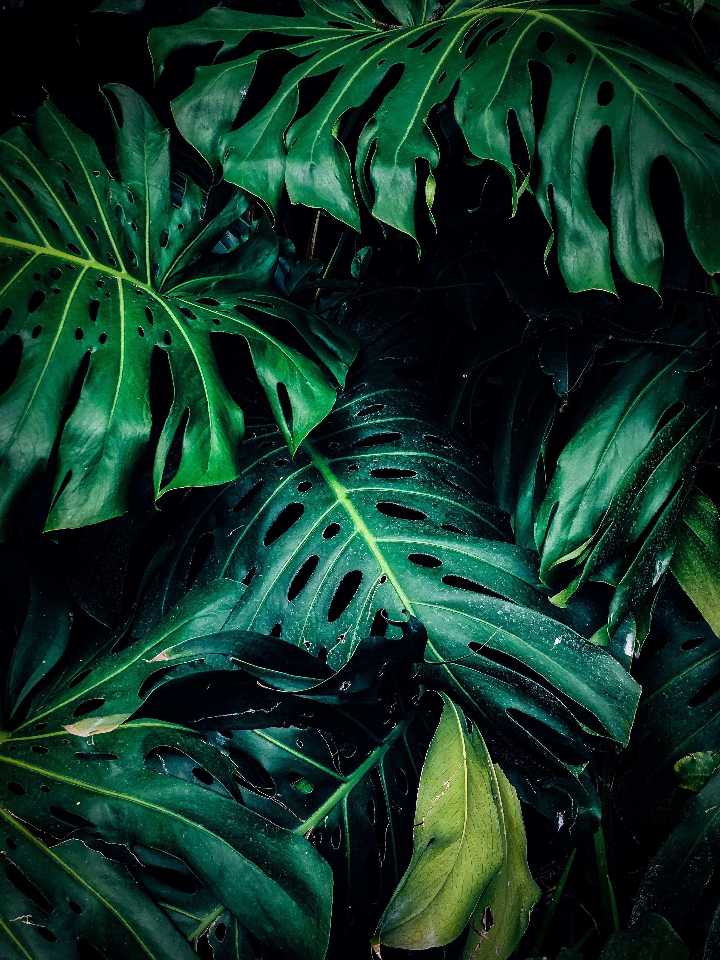 A close up of some green leaves - Tropical, Monstera
