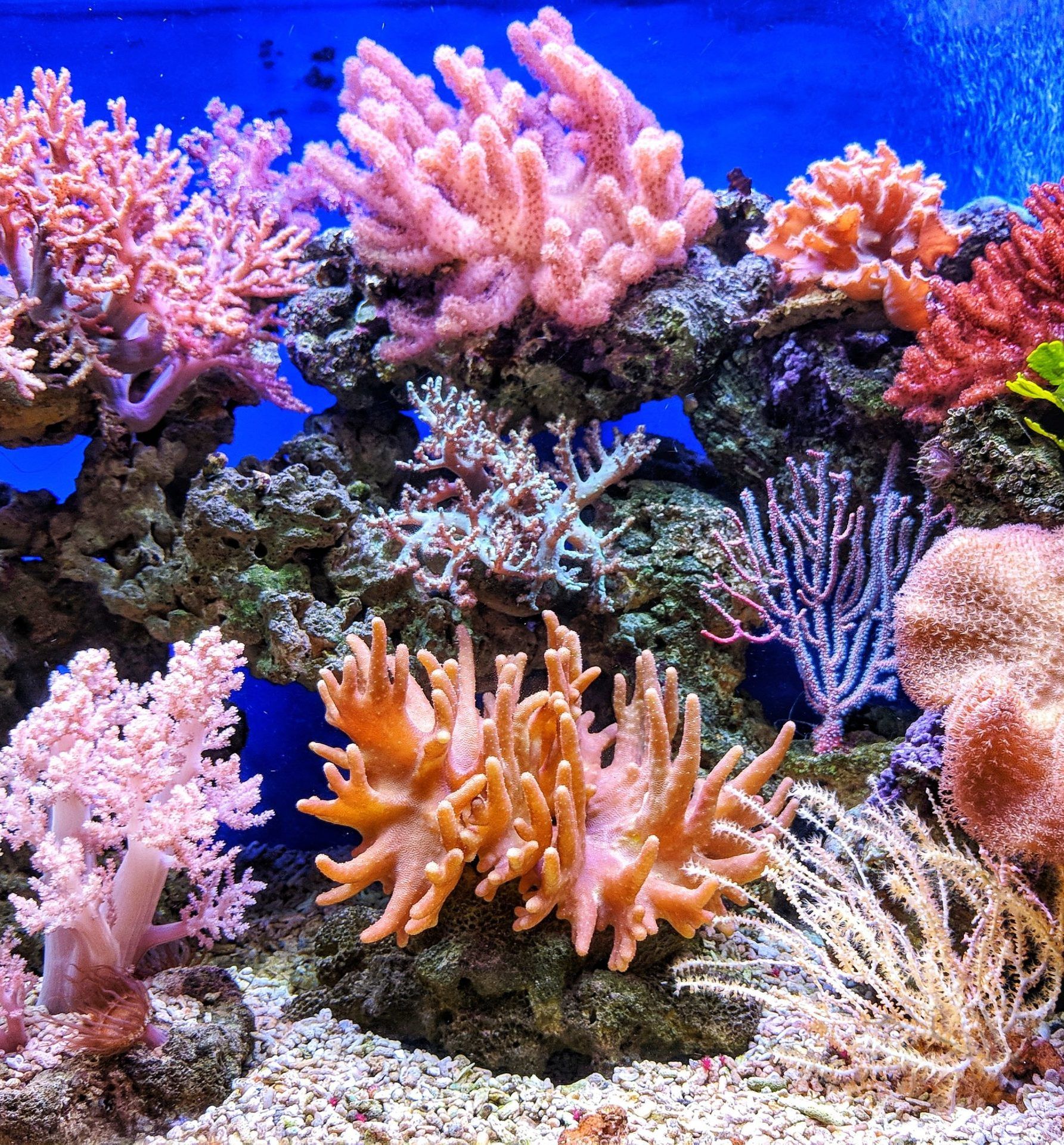 Are Corals Plants, Animals, or Something Else Entirely? Funny Little Site