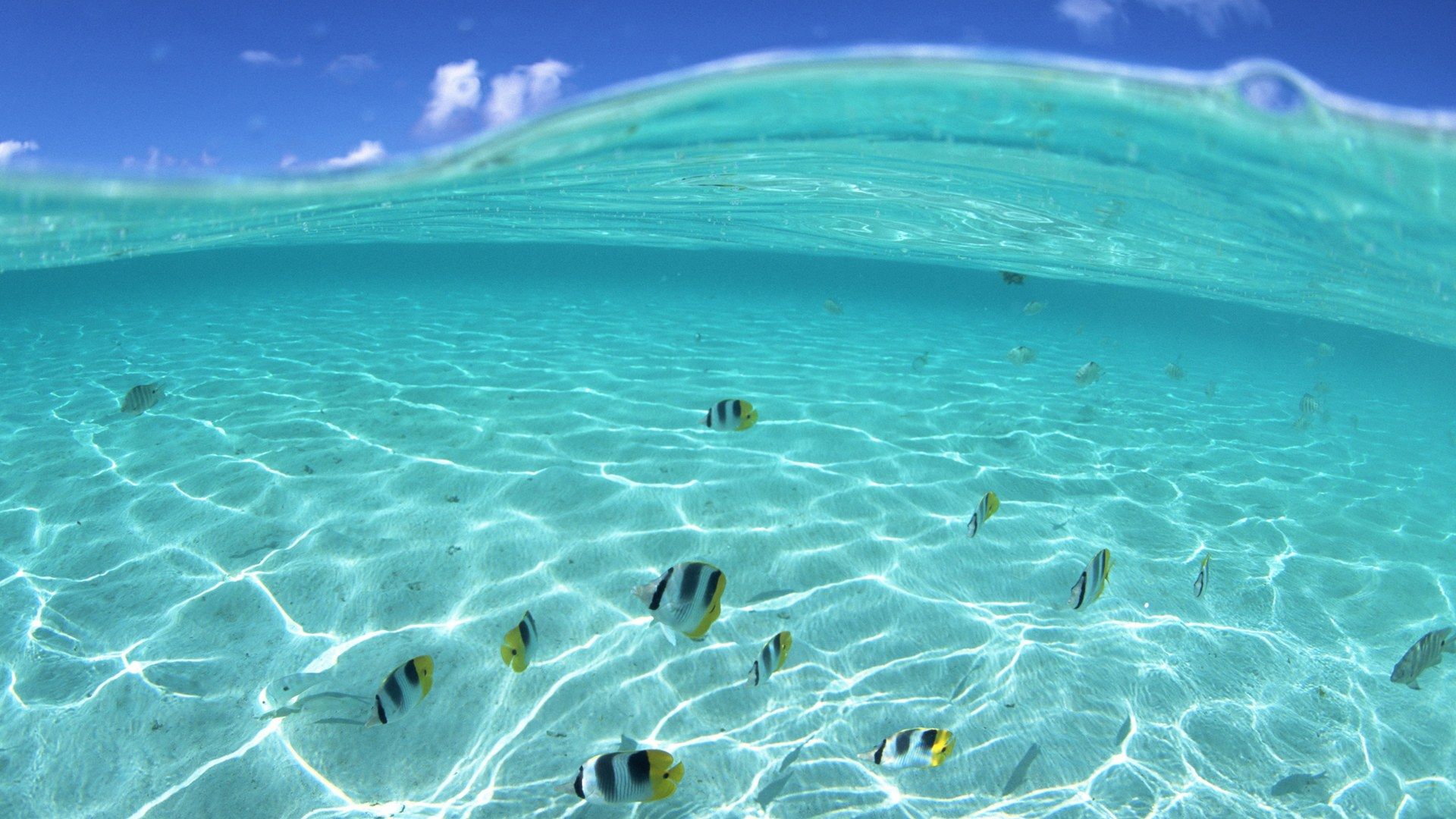 Fish swimming in the clear blue waters of the Maldives - Hawaii