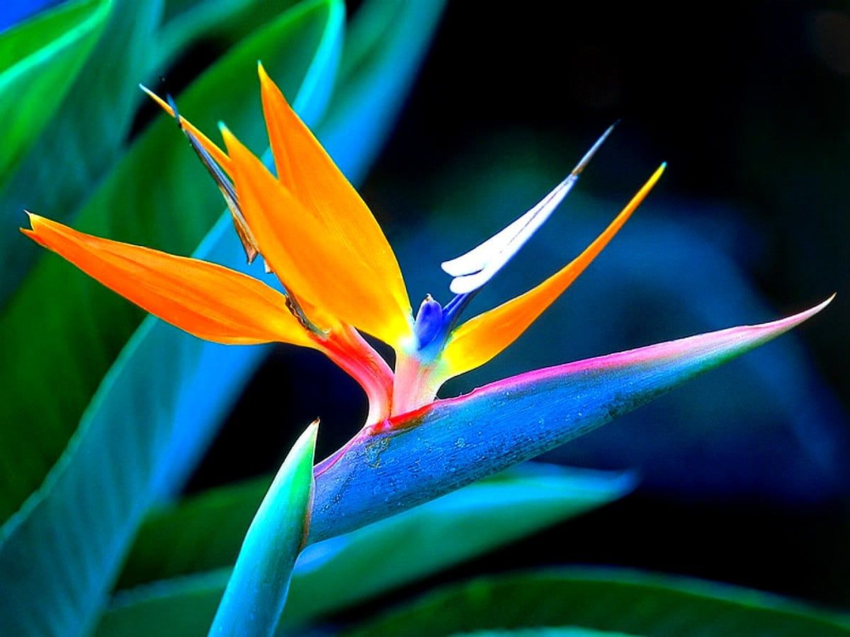 A bird of paradise flower is in full bloom - Hawaii