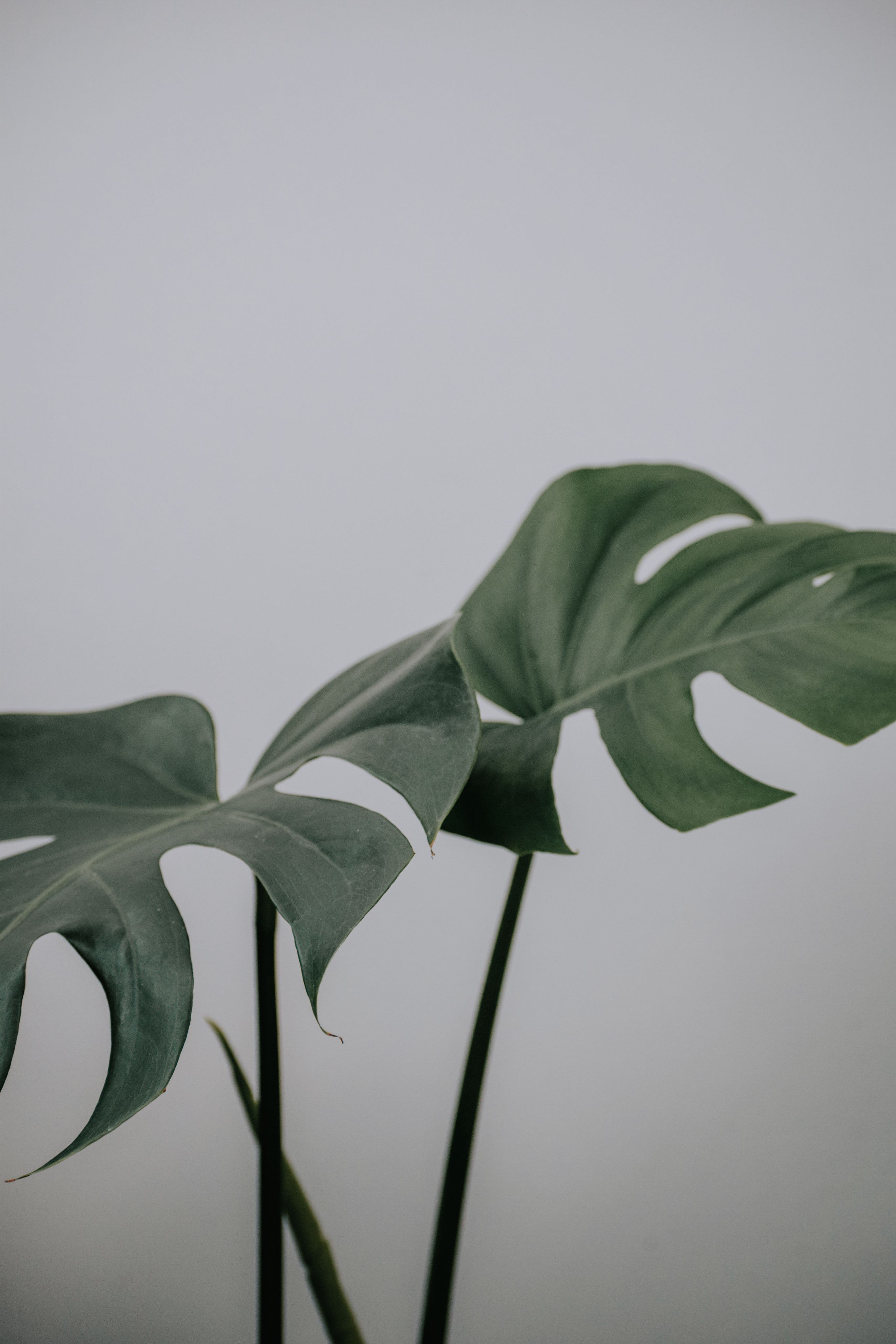 Monstera with large leaves on light background · Free