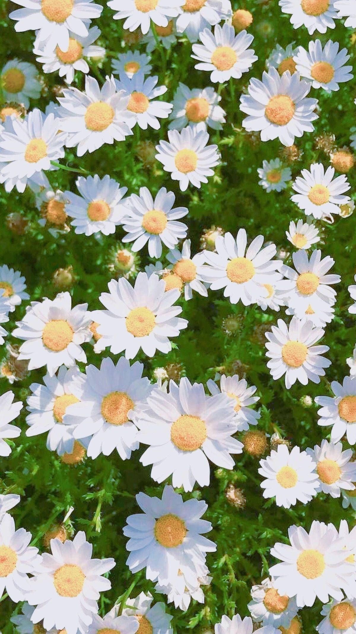 A close up of many white daisies - Bright, daisy