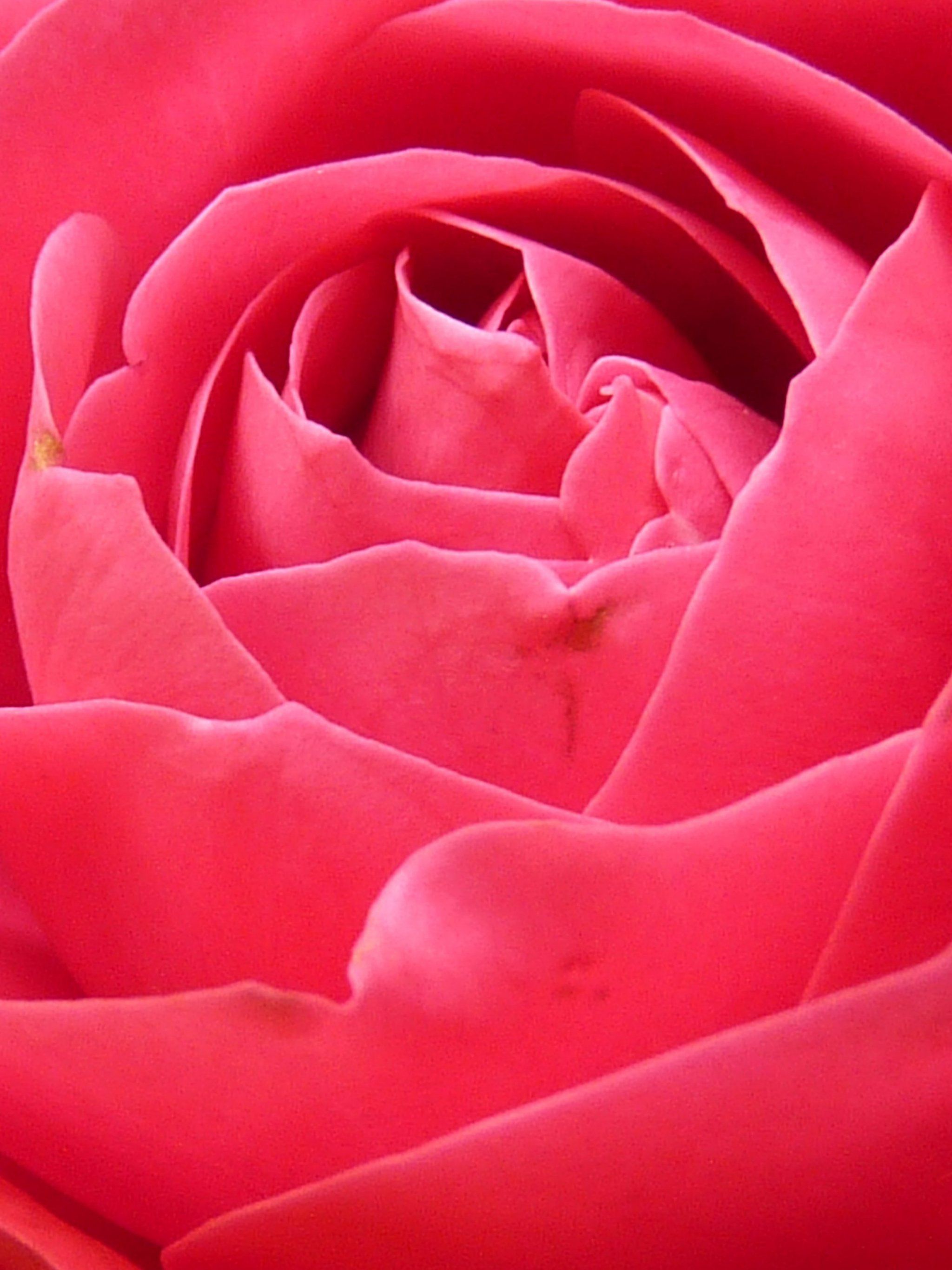A close up of a pink rose with a small brown spot on it. - Roses, bright