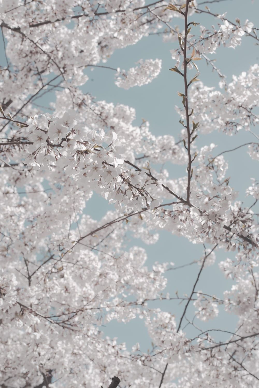 A close up of a tree with white flowers. - Bright