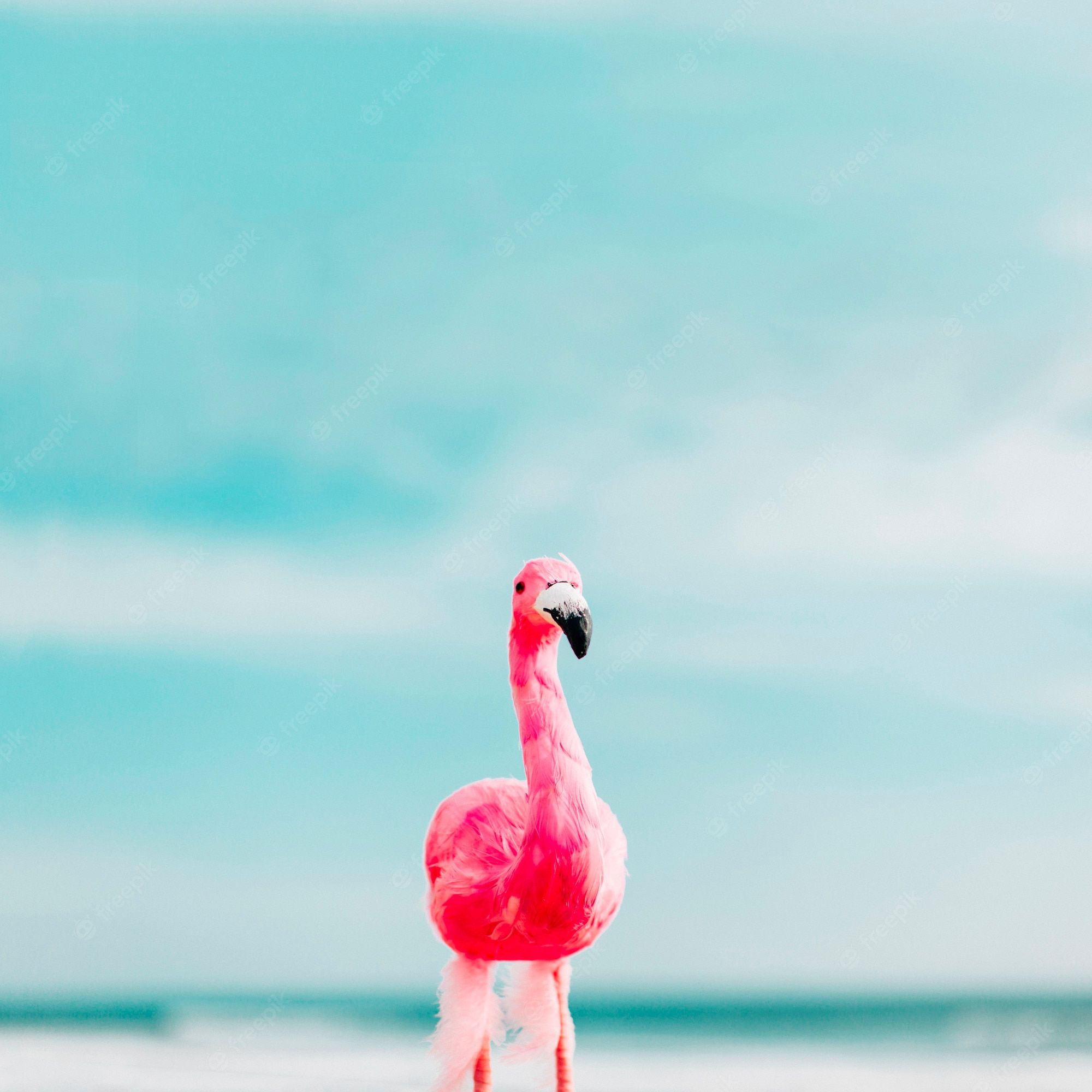 Flamingo Wallpaper Picture