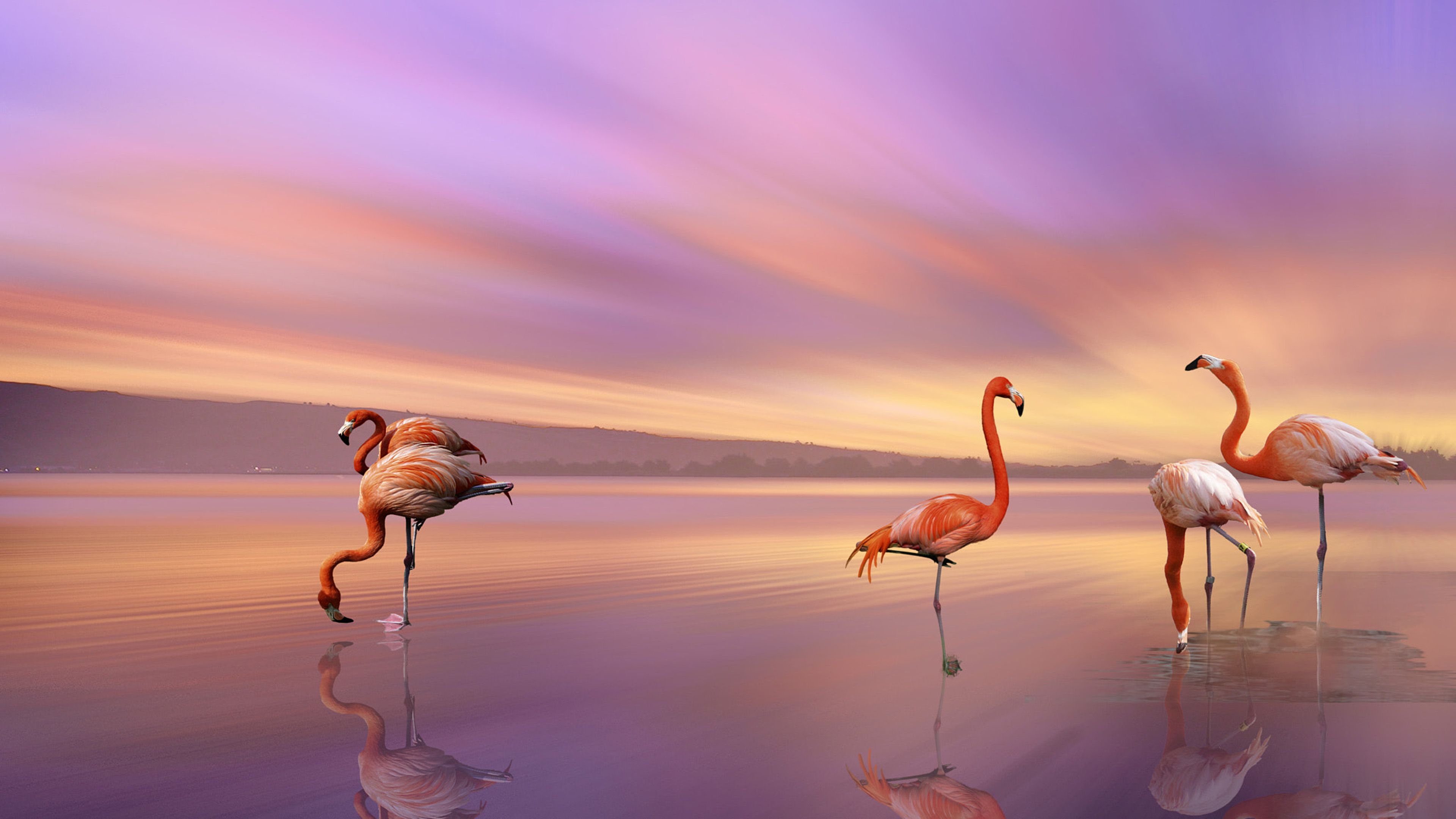 4K Flamingo Wallpaper Free 4K Flamingo Background