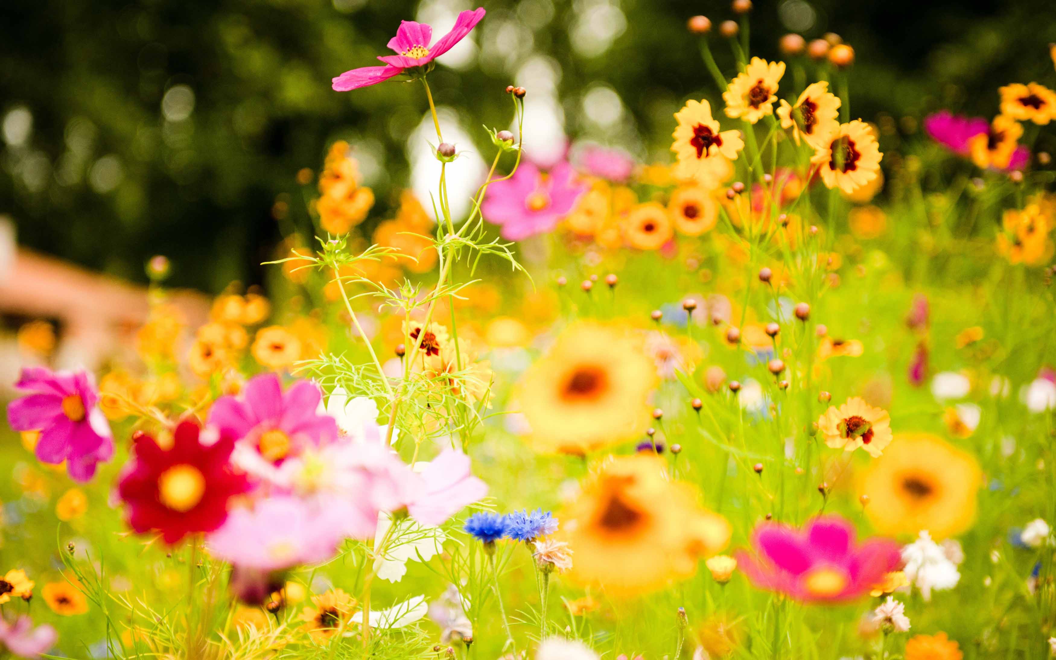 A field of flowers with some trees in the background - Bright