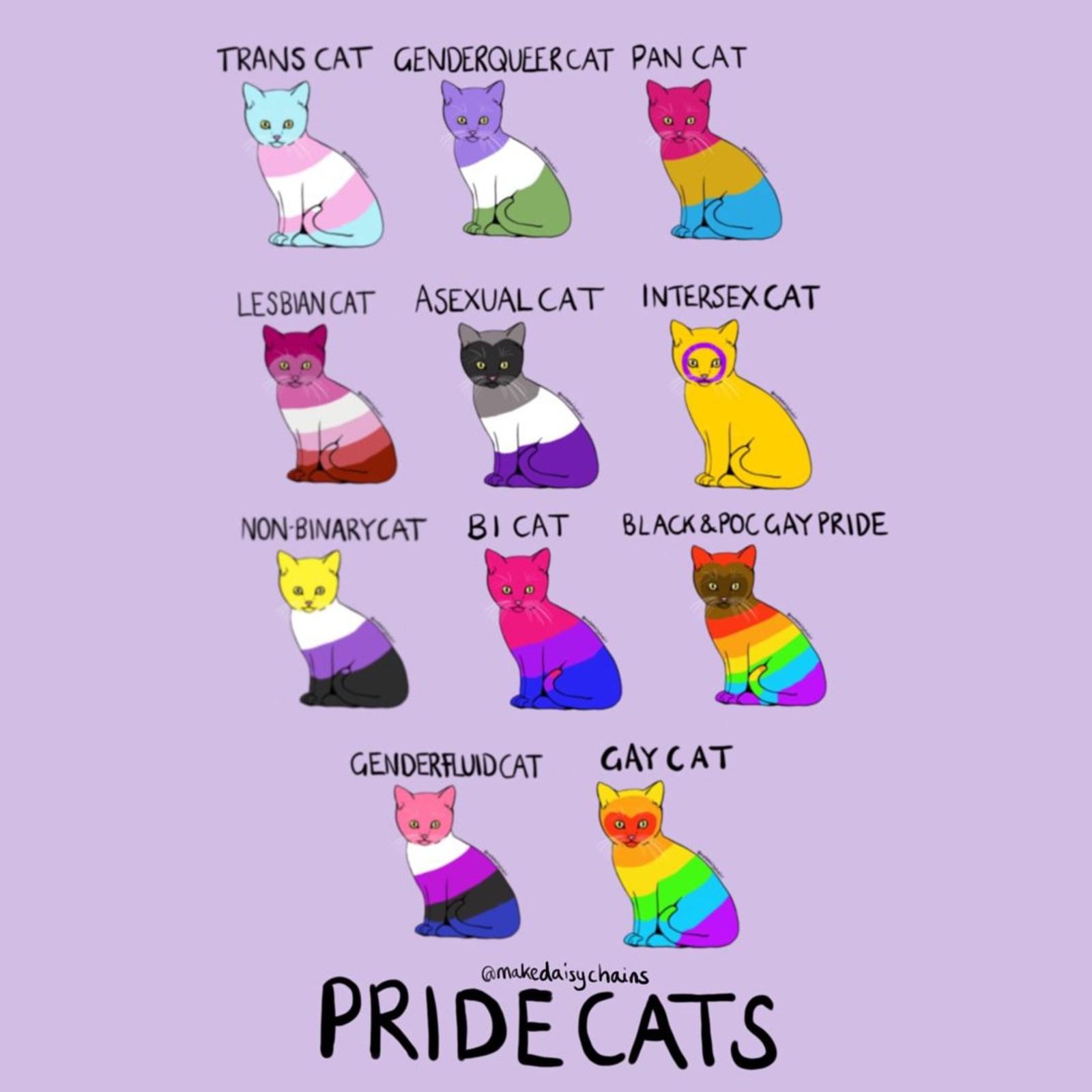Pride cats, trans cat, genderqueer cat, pan cat, lesbian cat, bisexual cat, asexual cat, intersex cat, non-binary cat, bi cat, black and poc pride cat, genderfluid cat, gay cat - Non binary