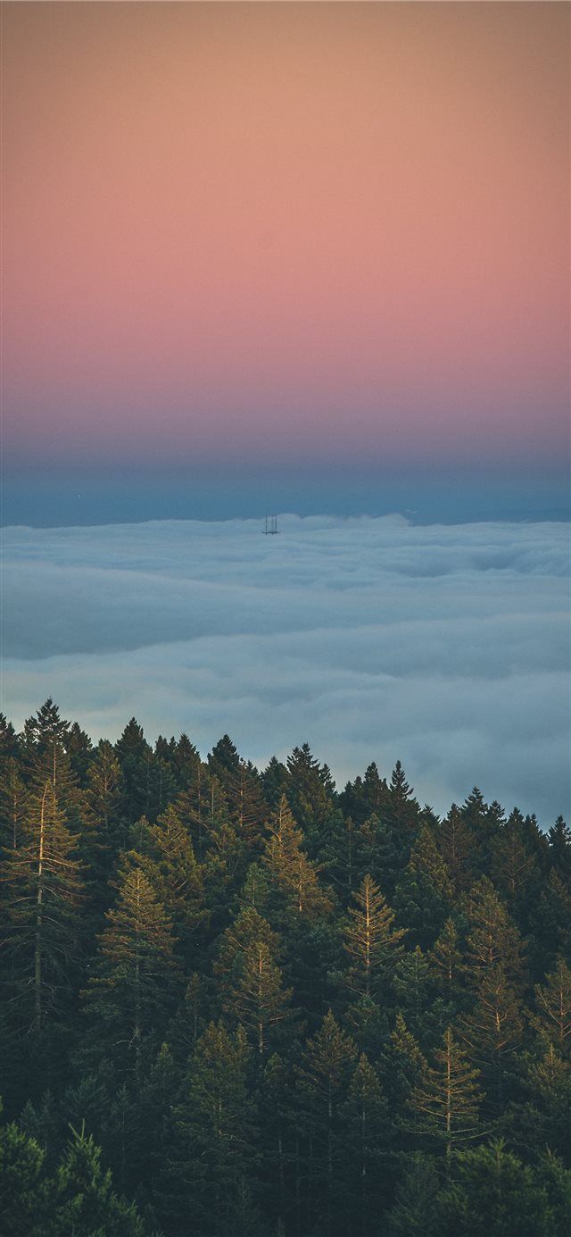 Above the clouds, a beautiful forest iPhone wallpaper - Bright