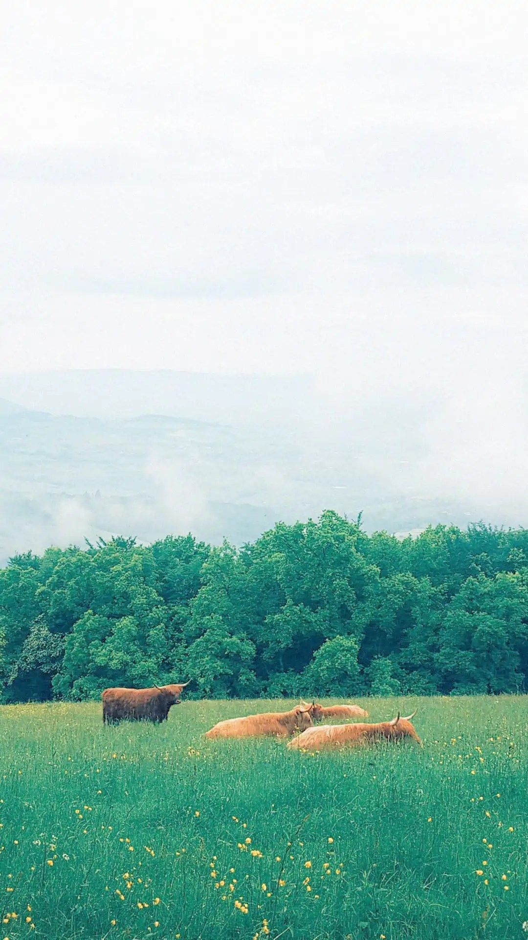 IPhone wallpaper of a herd of cattle in a field of grass - Cottagecore