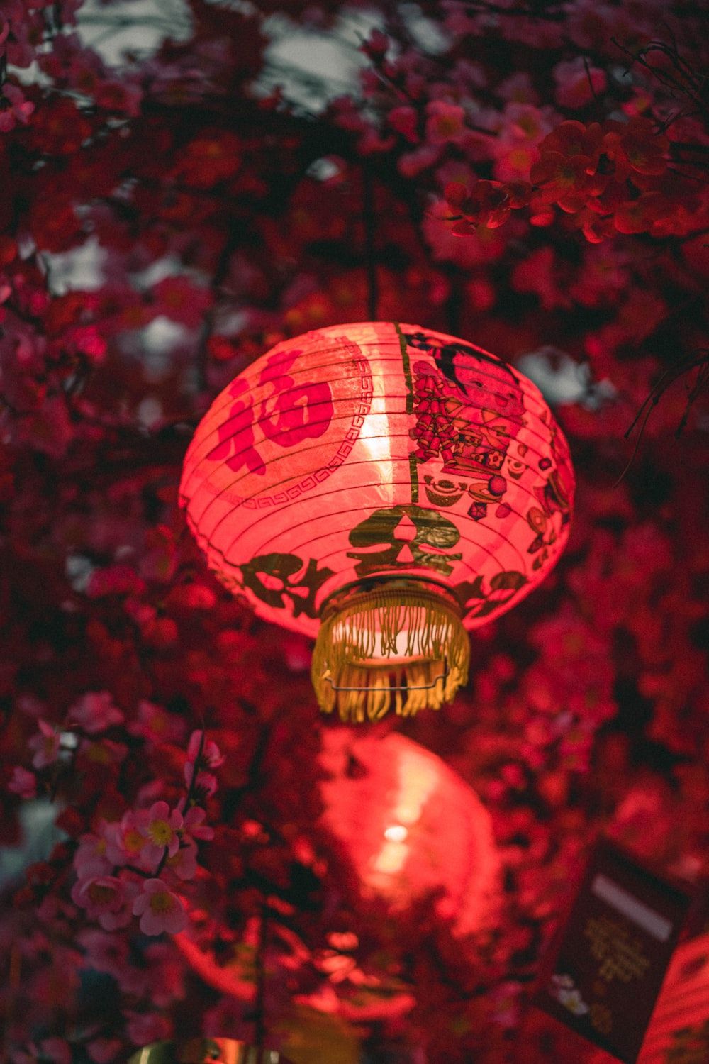 A red lantern hanging from the tree - New Year