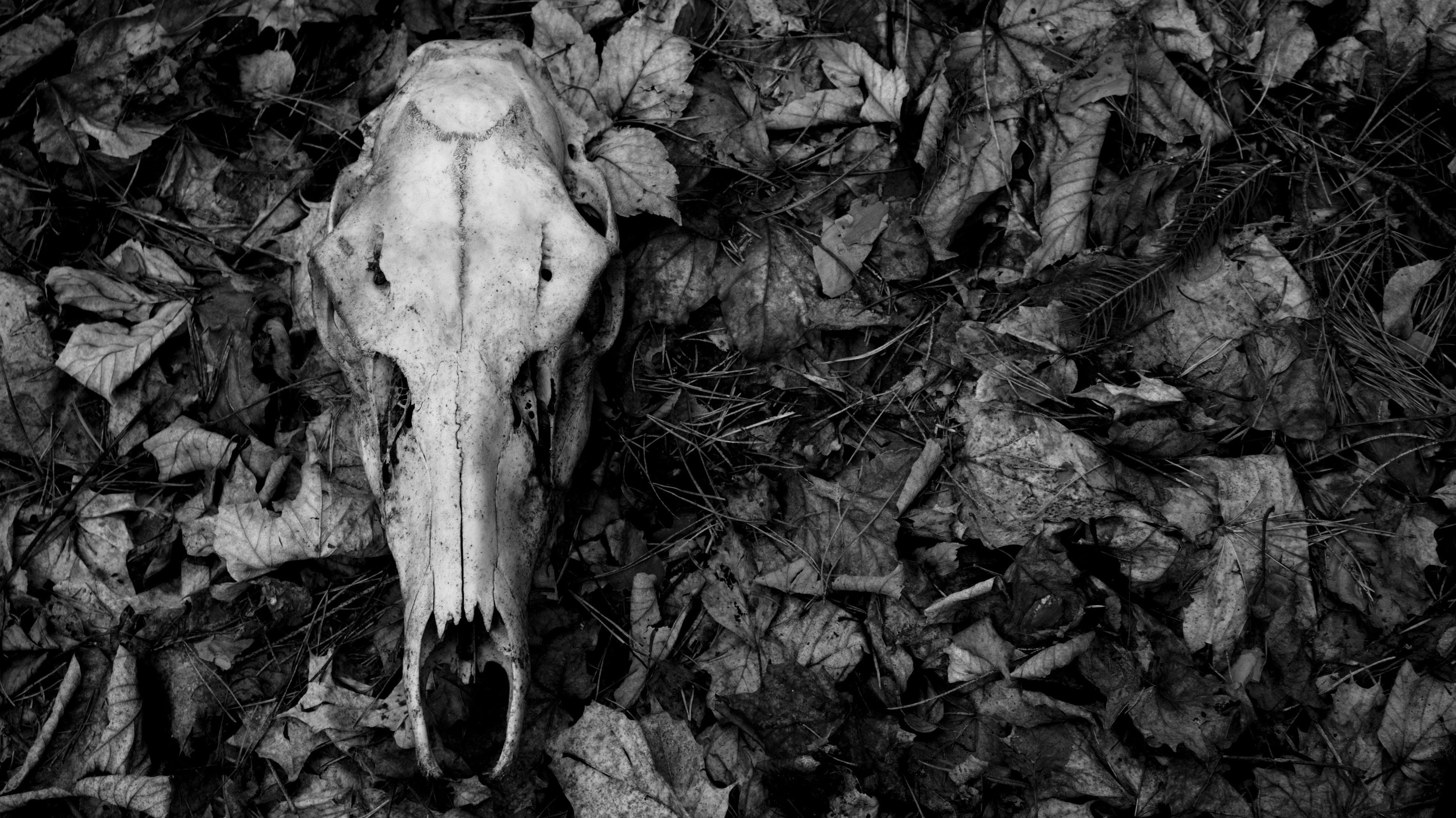 A skull in the leaves - Skull