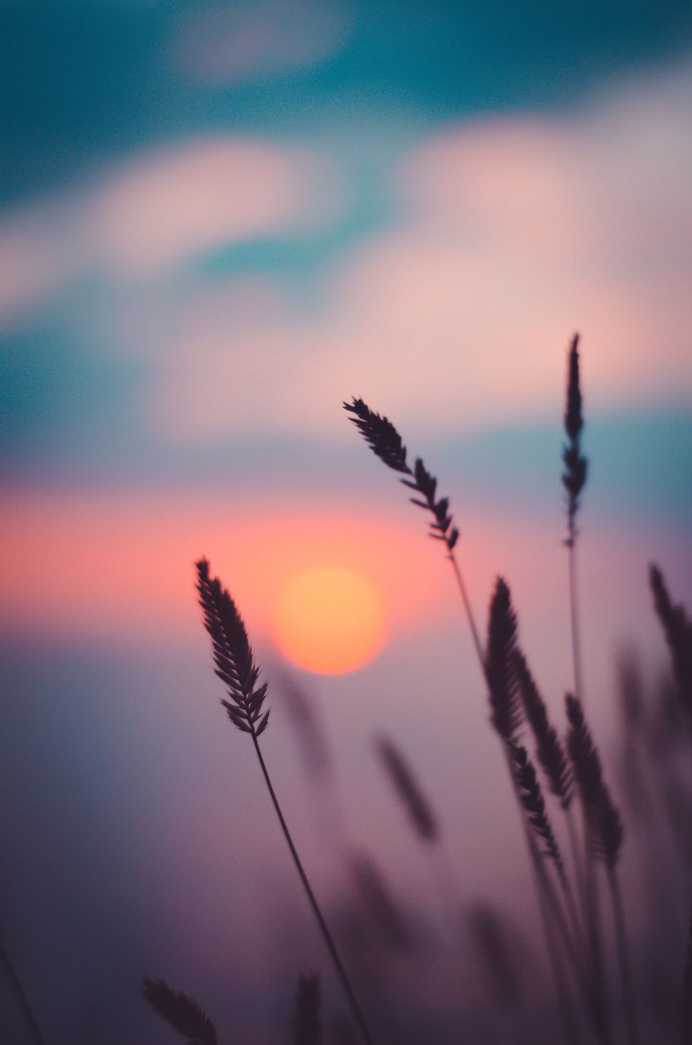 A sunset behind a field of grass. - Photography, plants, beautiful, sunset, sunrise, cloud