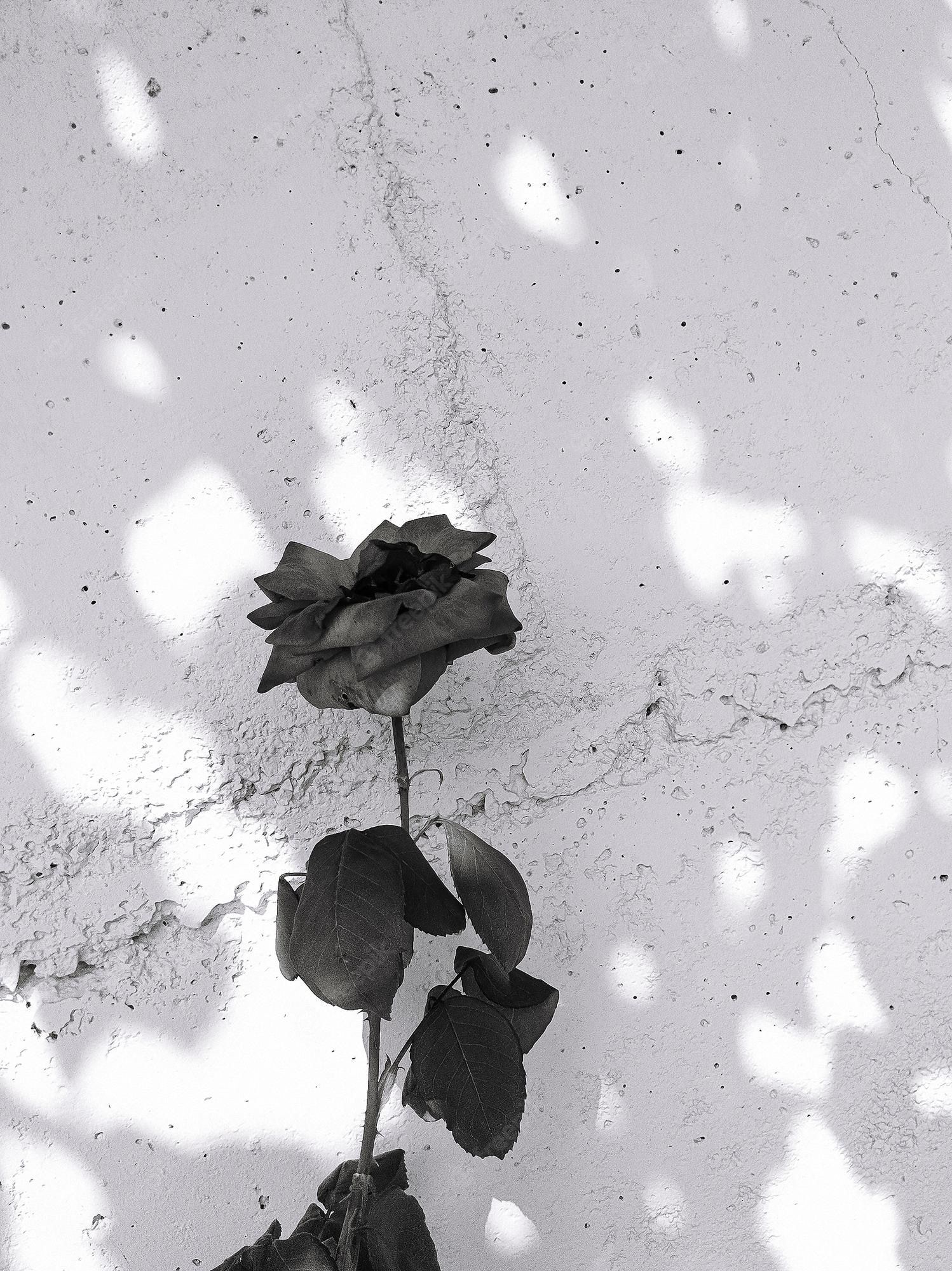 Premium Photo. Stylish natural wallpaper roses and sunlight shadows minimalist aesthetic