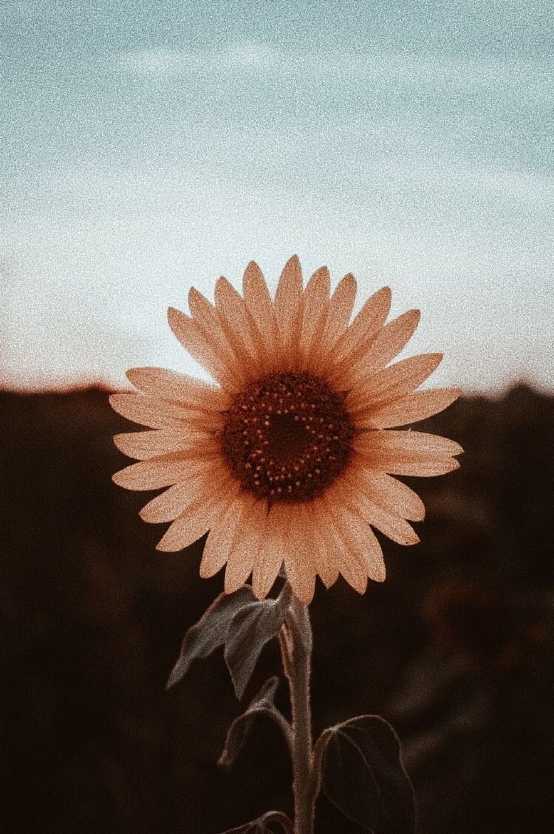 A sunflower is standing in the middle of an empty field - Photography