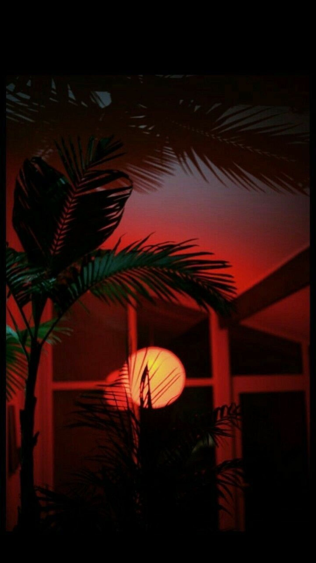 A palm tree with red light shining on it - Photography, Android
