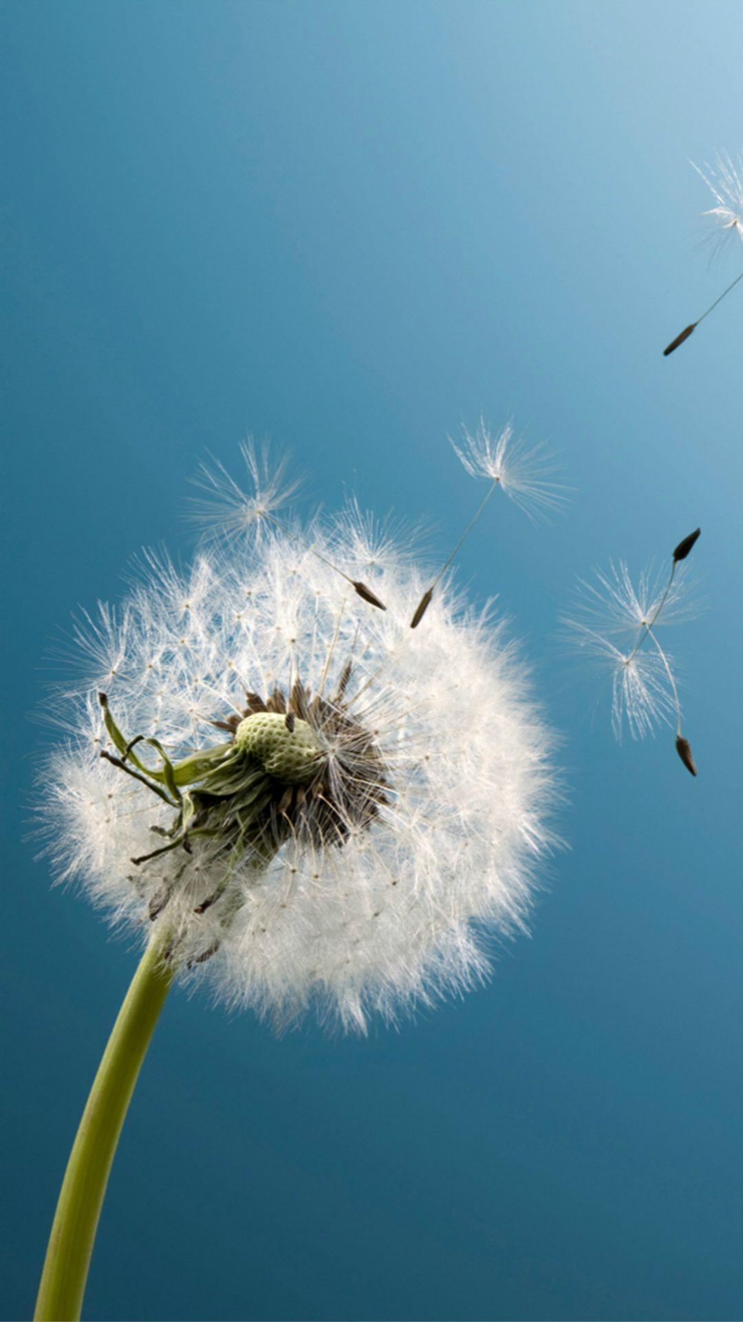 A dandelion with seeds blowing away in the wind - Spring, photography