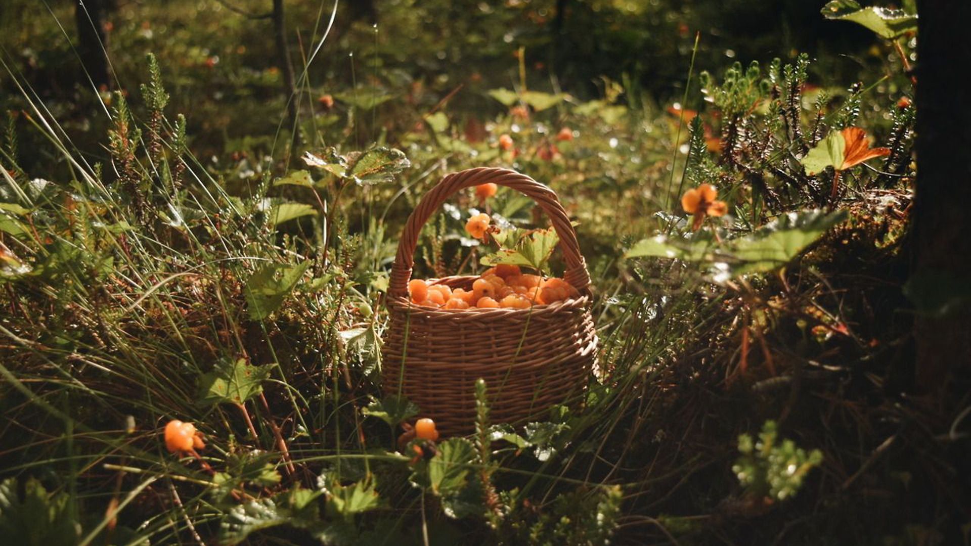 A basket of oranges sitting in the grass - Cottagecore