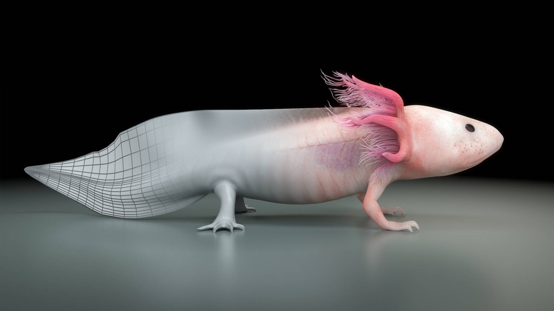 A small white animal with pink ears - Axolotl