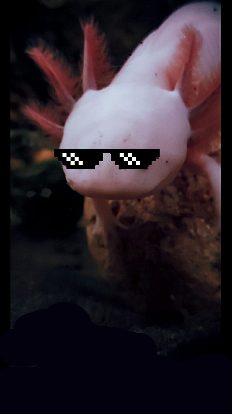 A picture of an animal with sunglasses - Axolotl