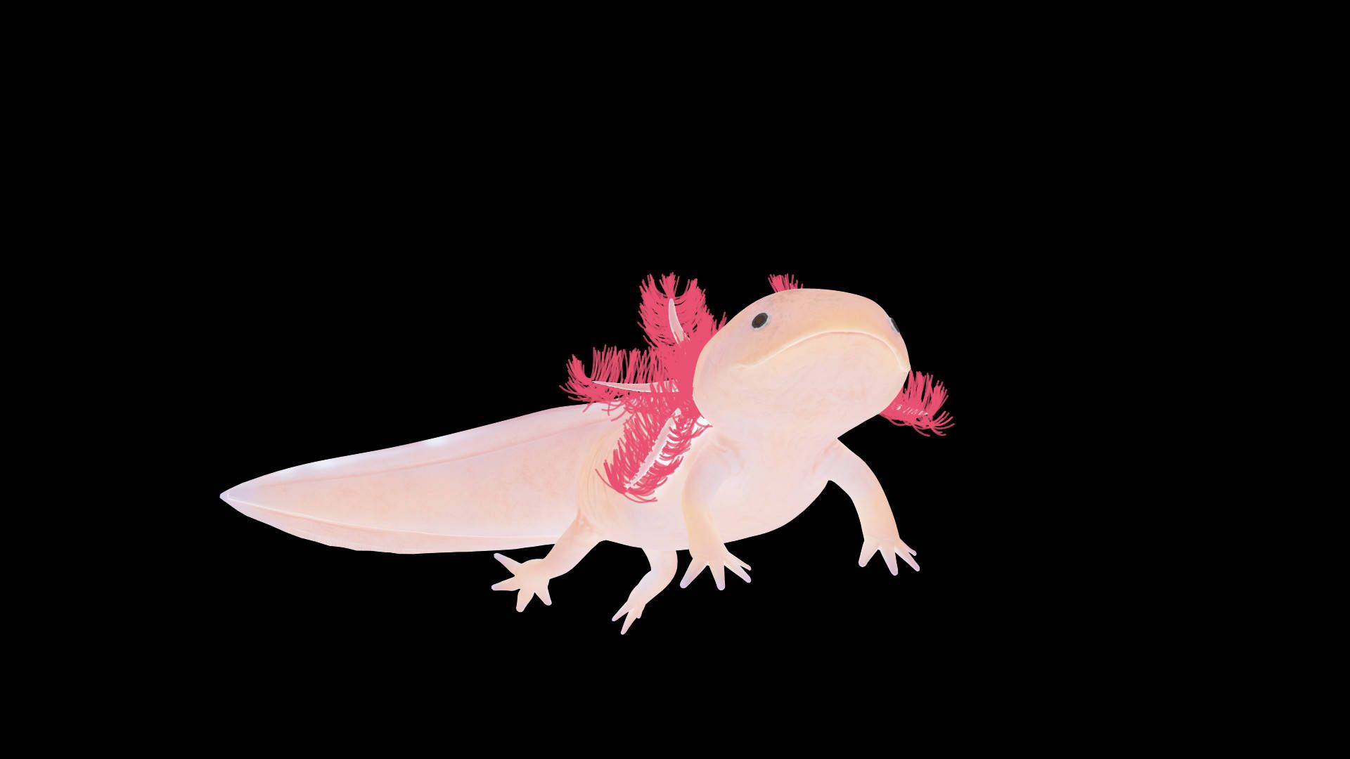 A small lizard with pink hair on its head - Axolotl