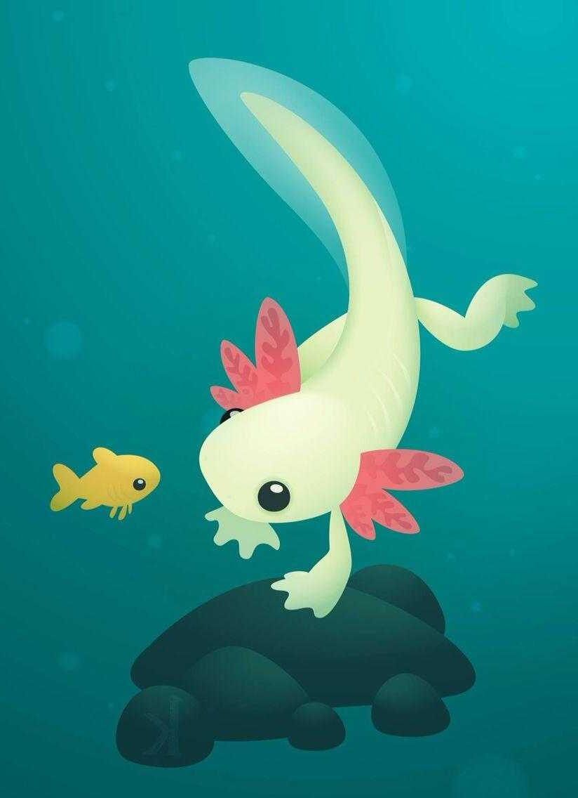 Illustration of an axolotl, a type of salamander, looking at a goldfish. - Axolotl