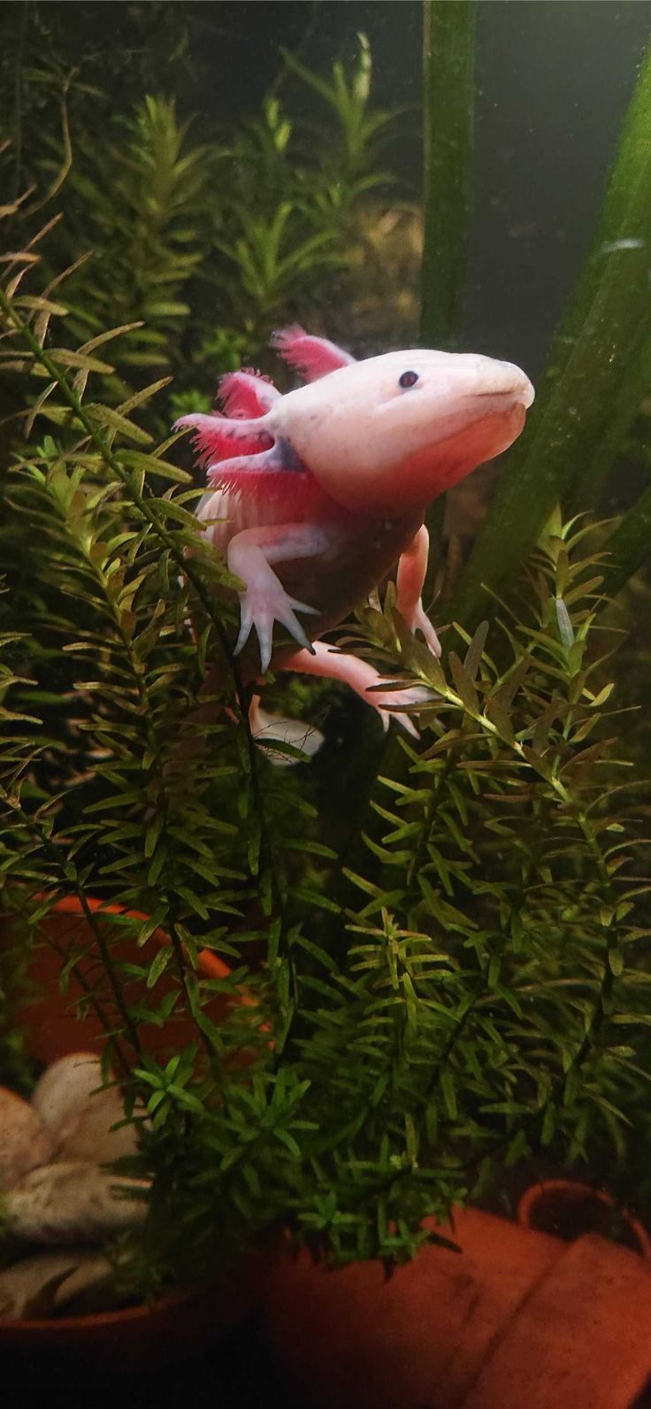 A close up of an axolotl in the water - Axolotl