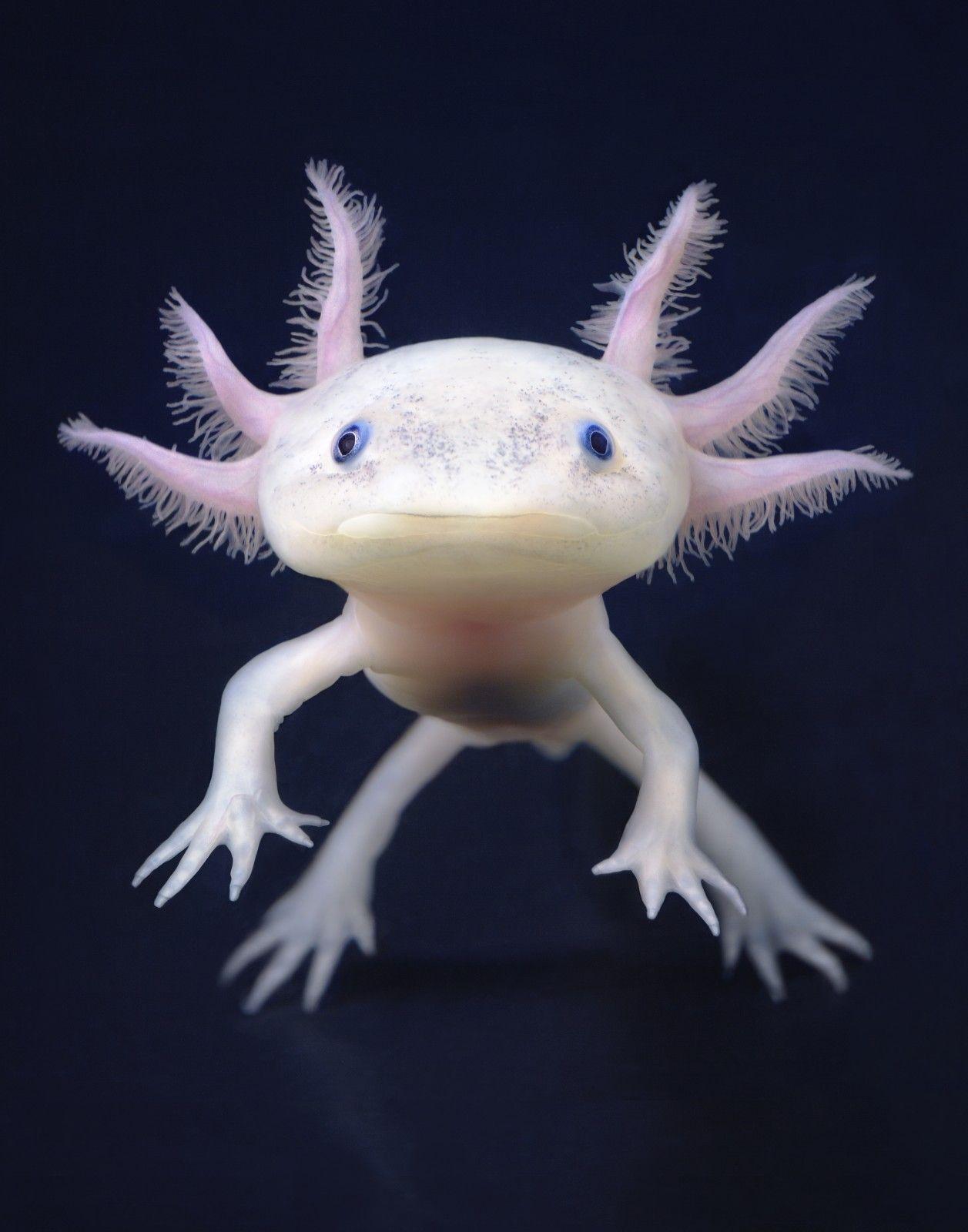 A white axolotl with pink ears and tail fins. - Axolotl