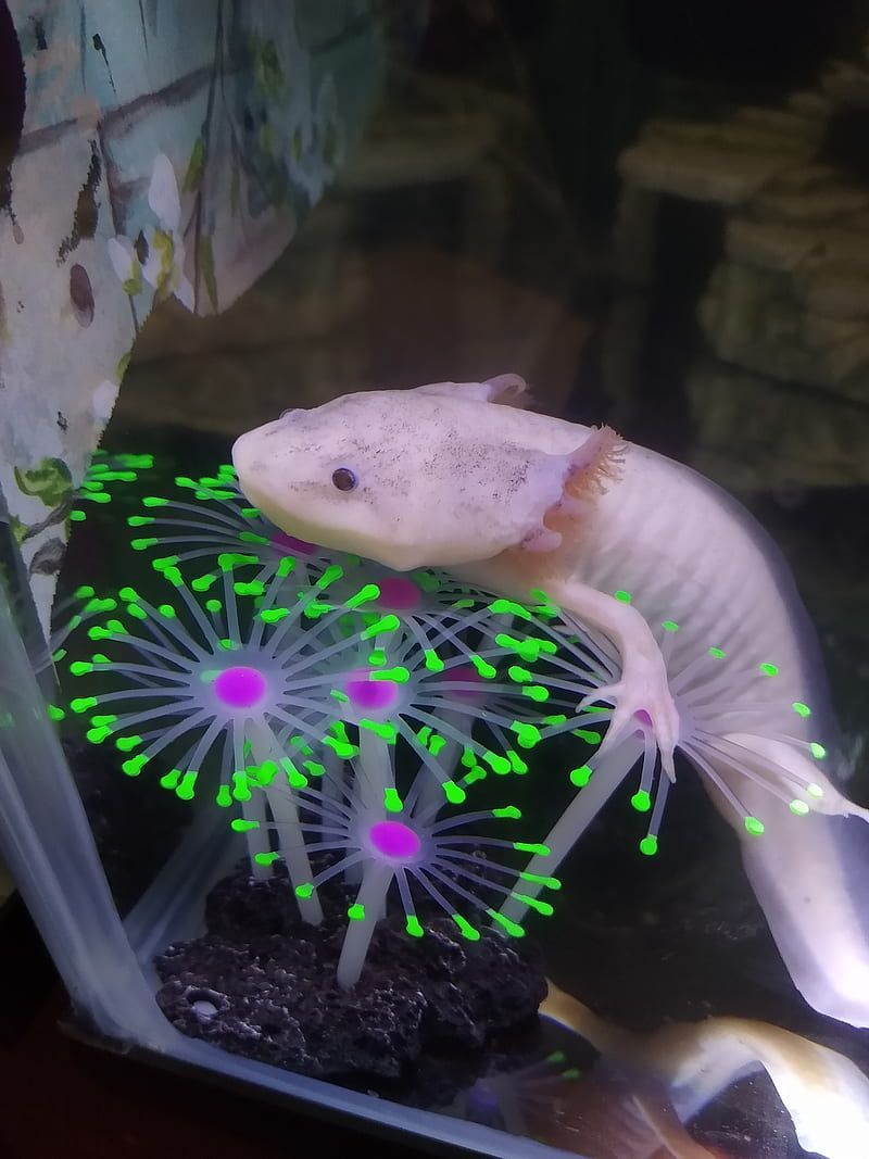 A light pink axolotl with purple spots on its back and tail swims in a tank with a green and purple neon plant. - Axolotl