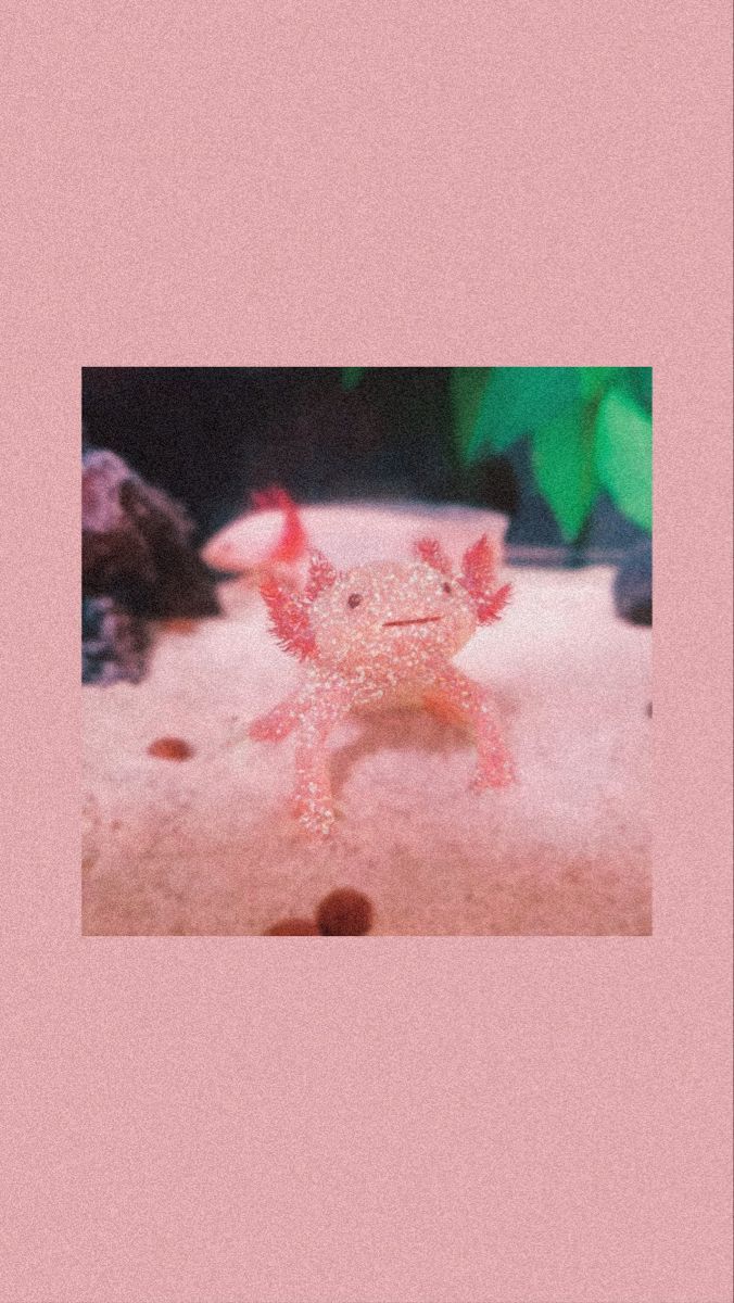 Pink axolotl. Axolotl, Axolotl cute, Art wallpaper iphone