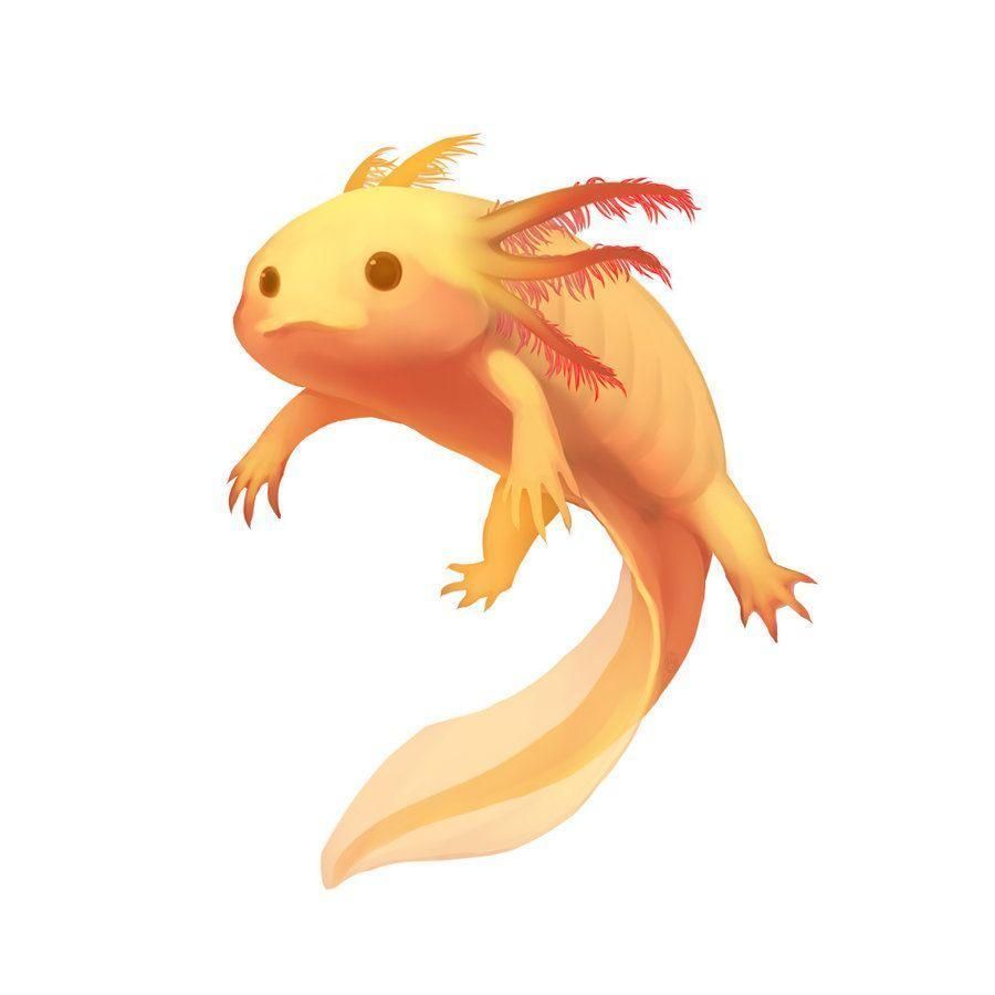 A cute little fish with red hair and yellow fins - Axolotl