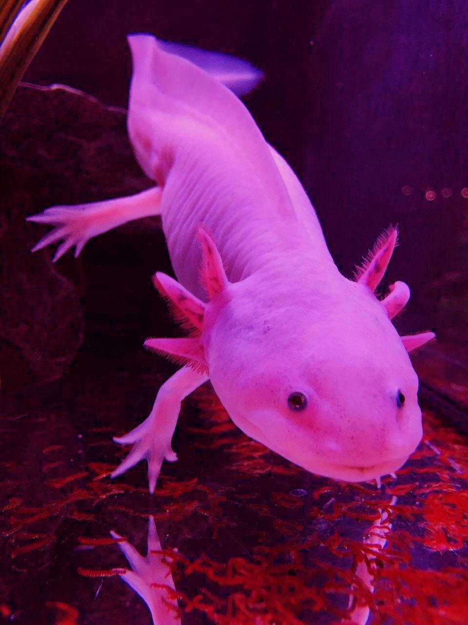 A pink axolotl in a tank - Axolotl