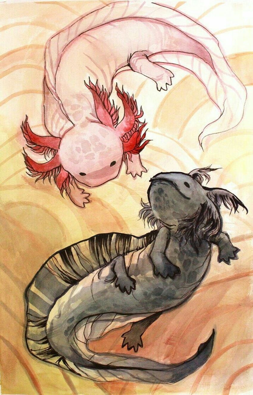 Axolotl shared by _Totora_, black axolotl HD phone wallpaper