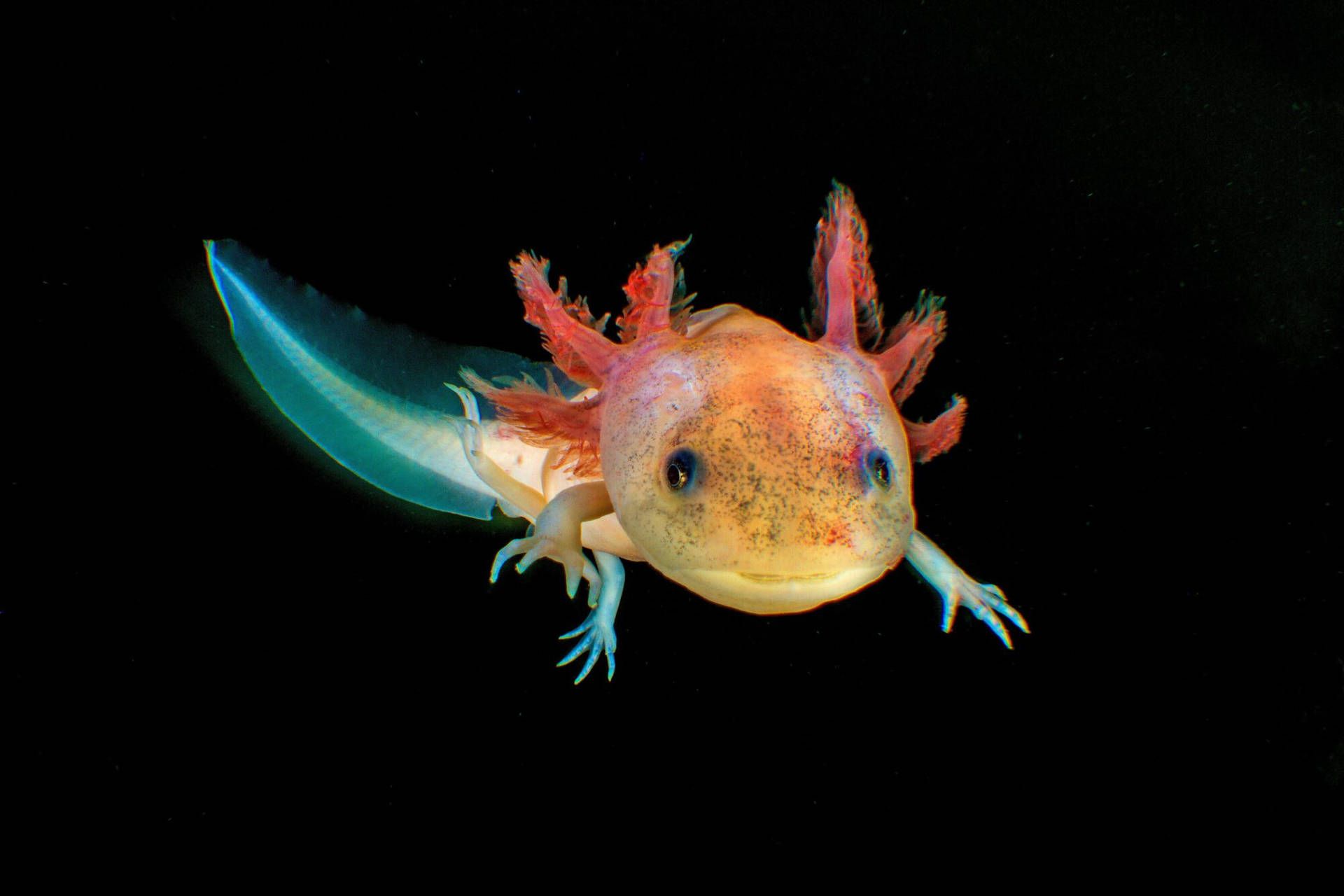 Download Multicolored Axolotl In Black Wallpaper