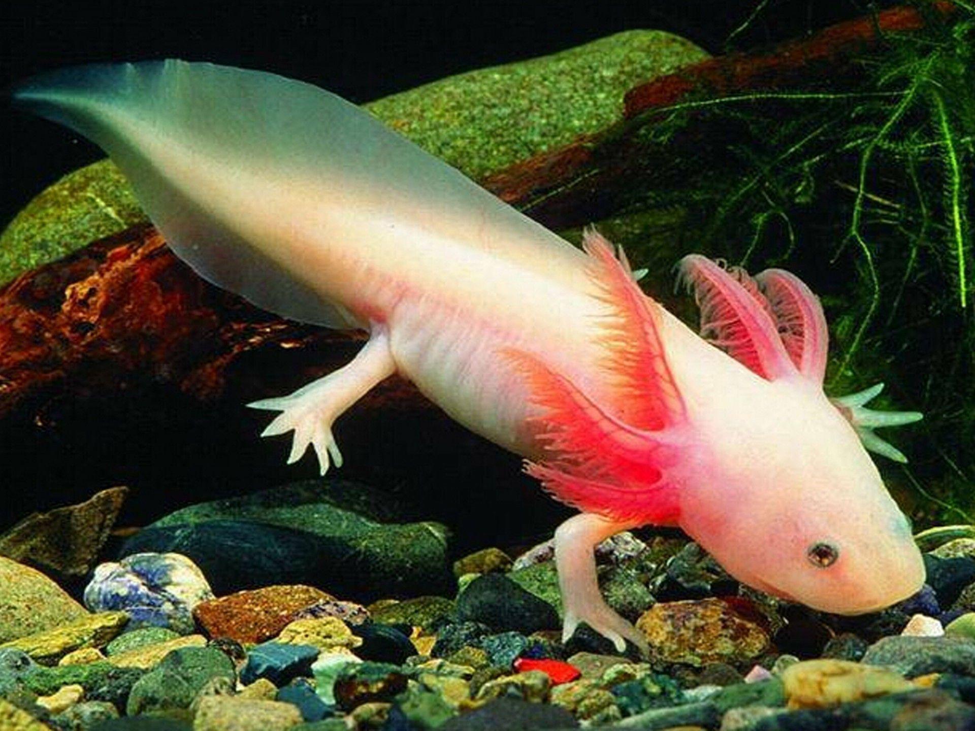 Axolotl - Walking on the rocks - Axolotl