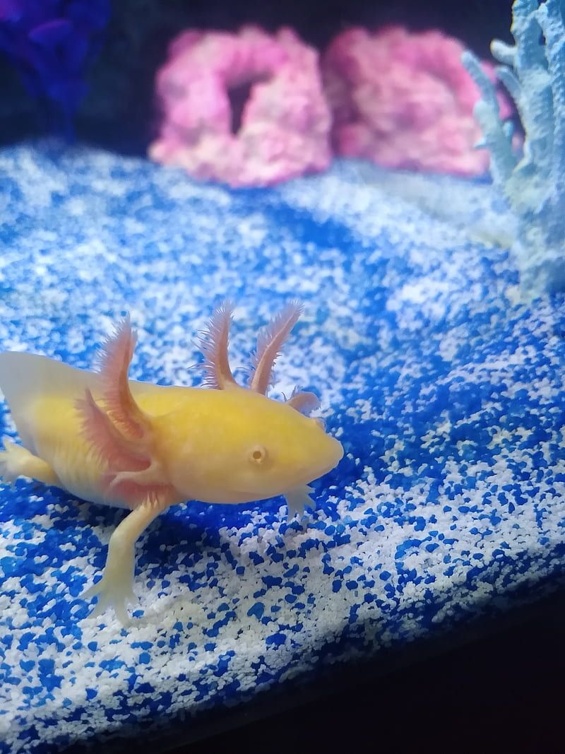 A yellow axolotl in a fish tank - Axolotl