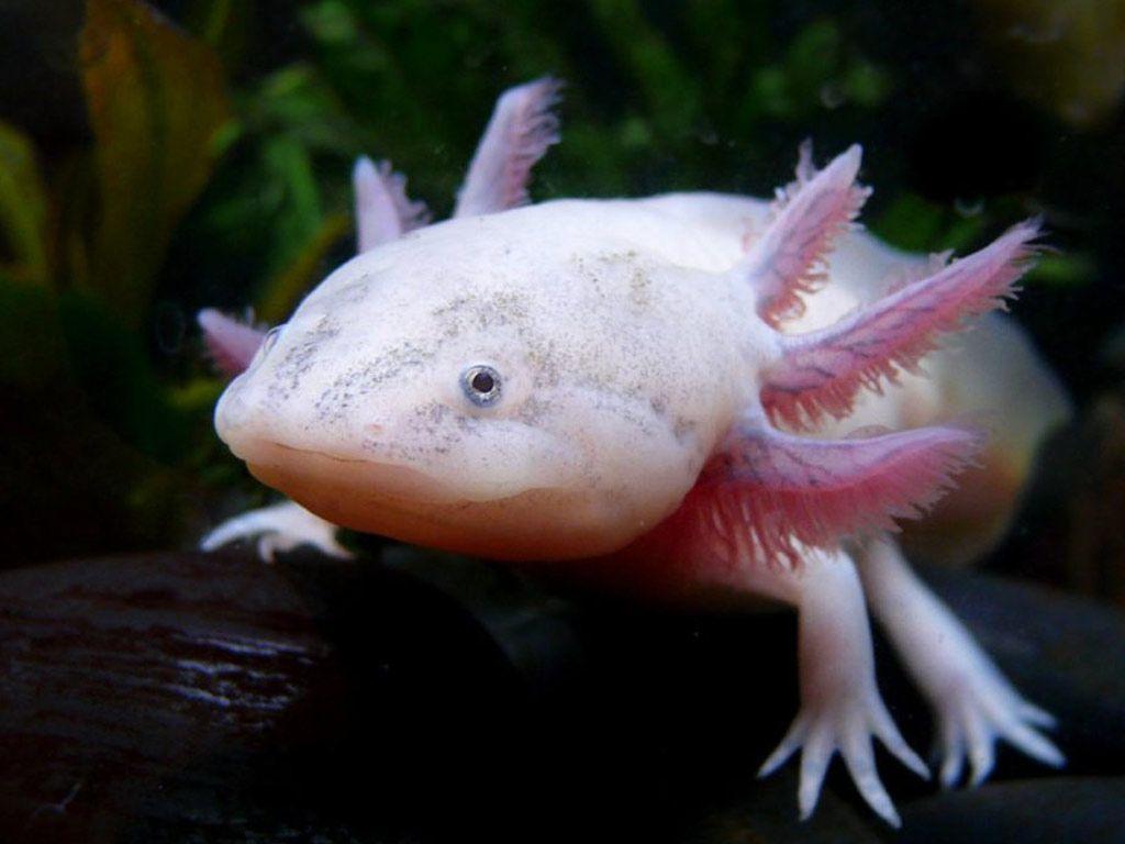 A close up of an axolotl with its head above water. - Axolotl