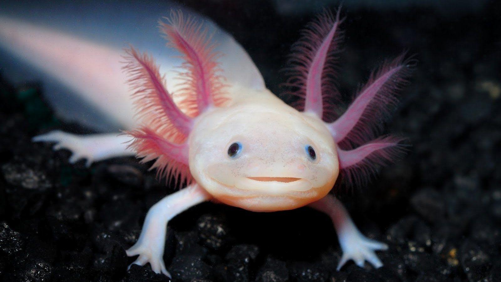 An axolotl with pink spikes on its head - Axolotl