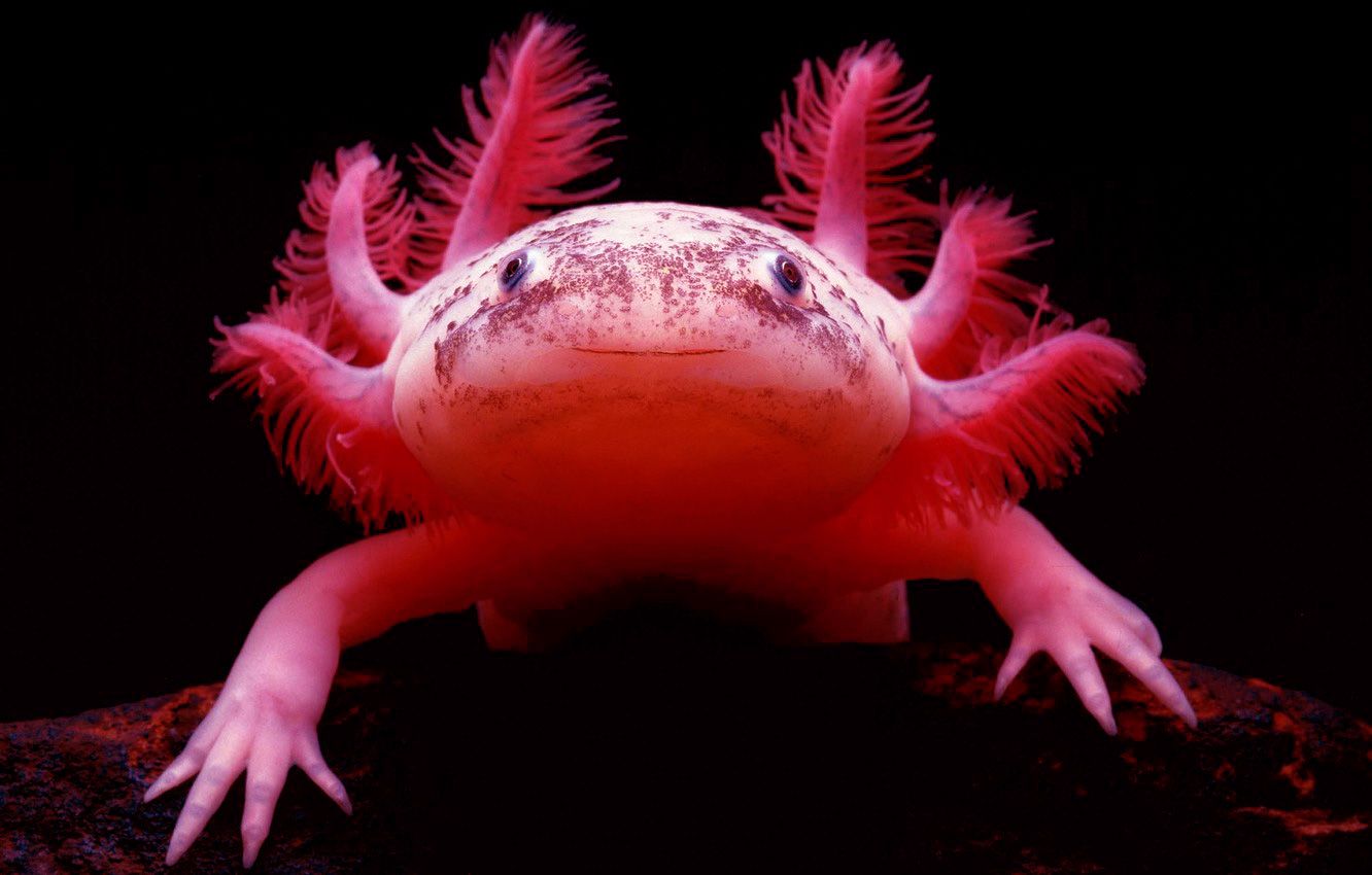 A red and white eel with long hair - Axolotl