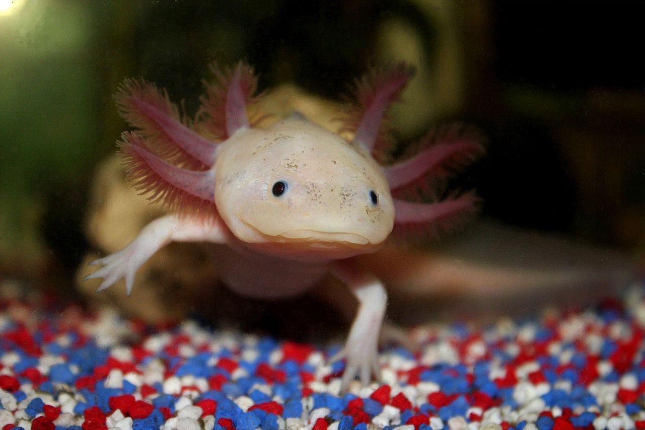 A axolotl in an aquarium - Axolotl