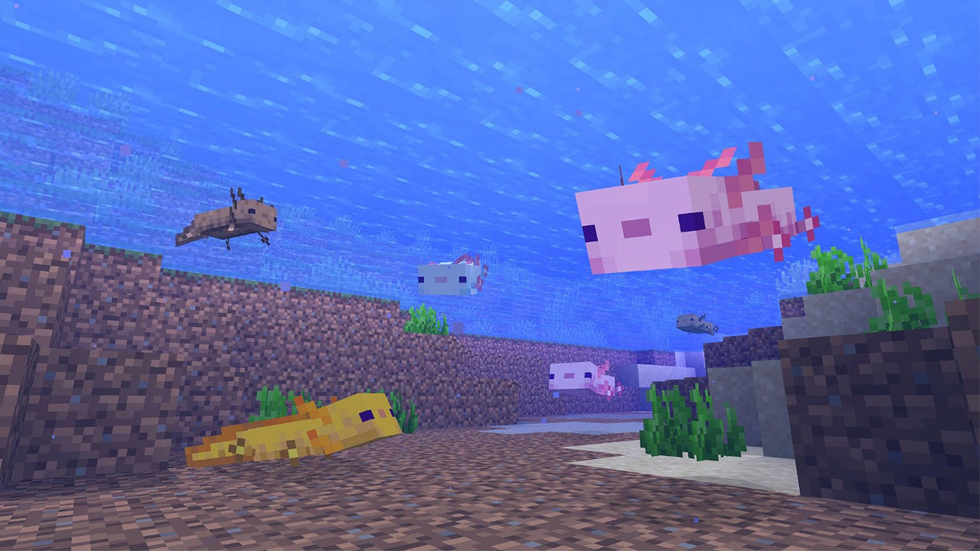 Download Minecraft Axolotls Underwater Wallpaper