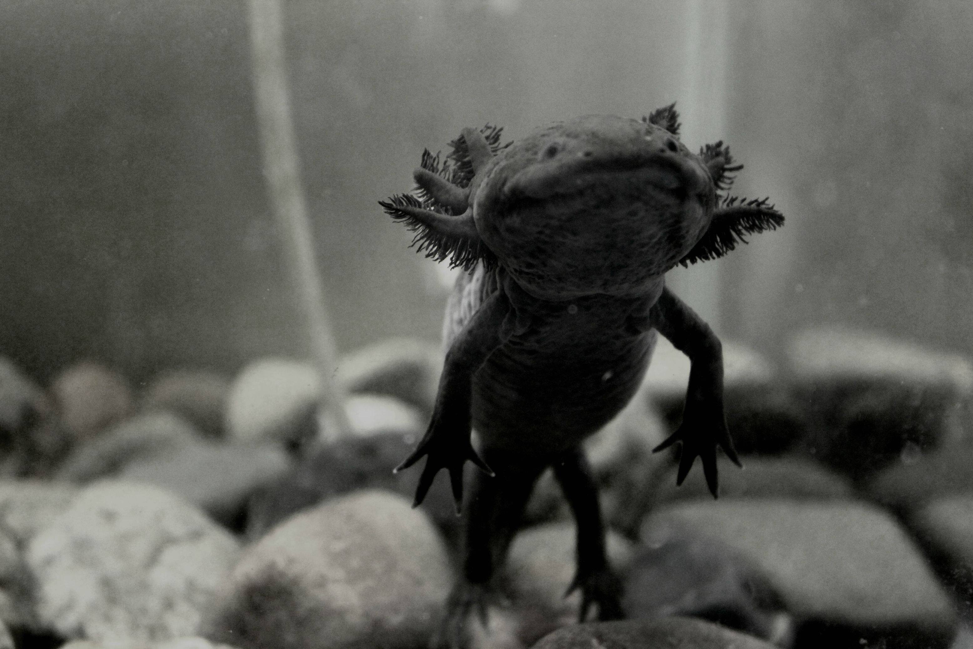 A black and white photo of an animal - Axolotl