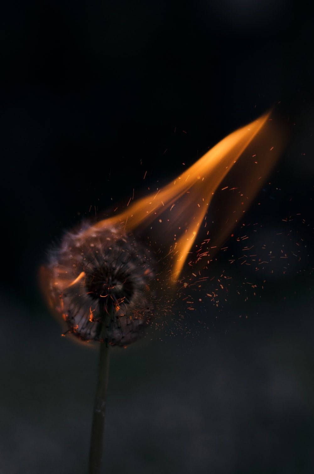 A dandelion is on fire, and the seeds are being blown away. - Photography