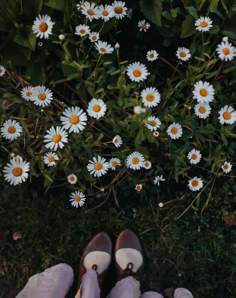 A person's feet wearing white and brown shoes standing in front of a field of white daisies. - Cottagecore