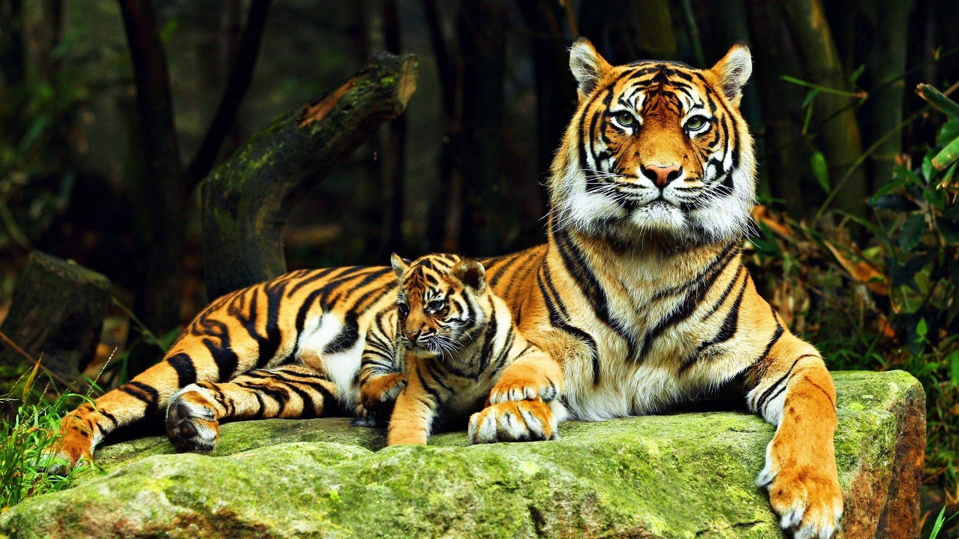 Brown Big Tiger And Cub On Rock HD Brown Aesthetic Wallpaper