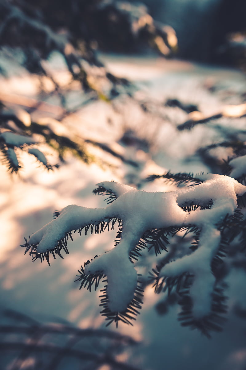 Branch, snow, macro, winter, HD phone wallpaper